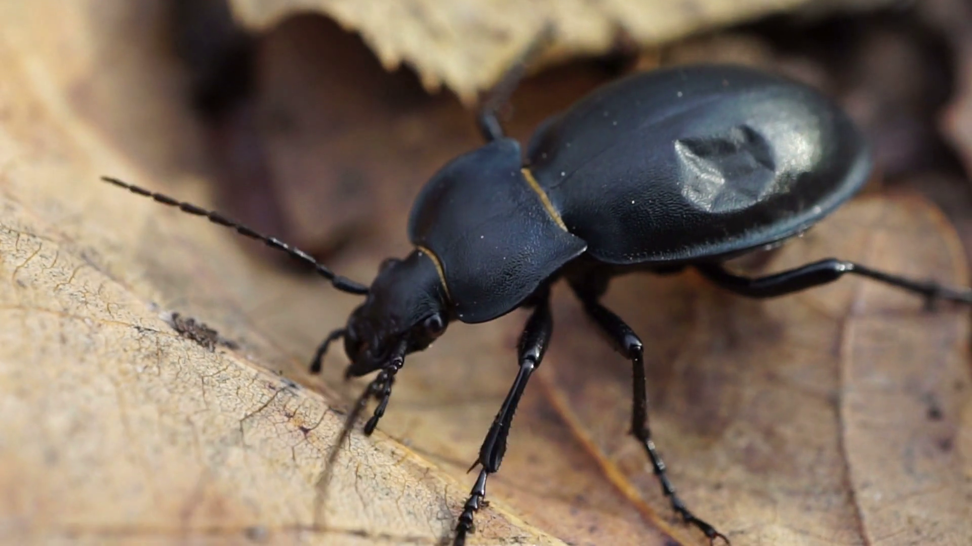a large black beetle bug with dent on its back crawls on fallen ...