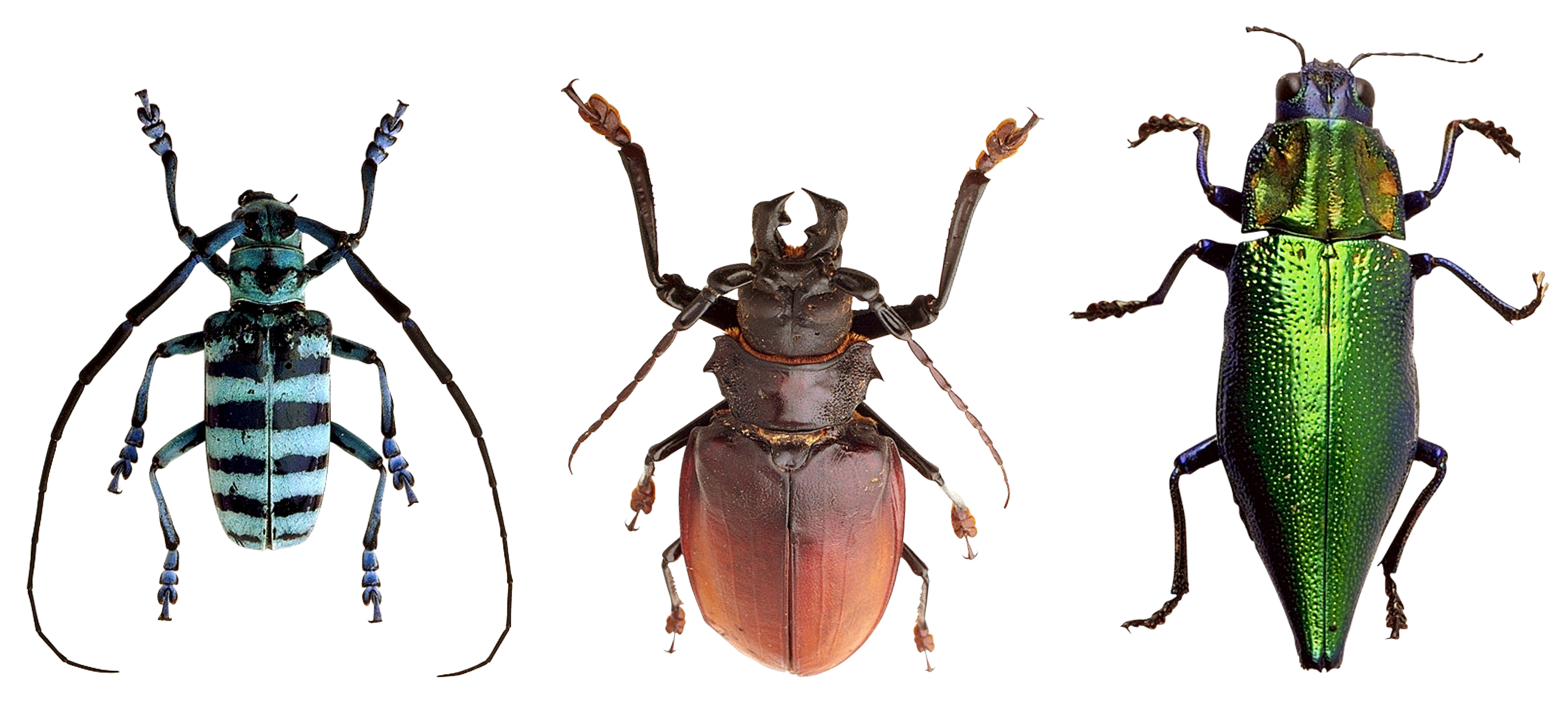 Beetle closeup photo