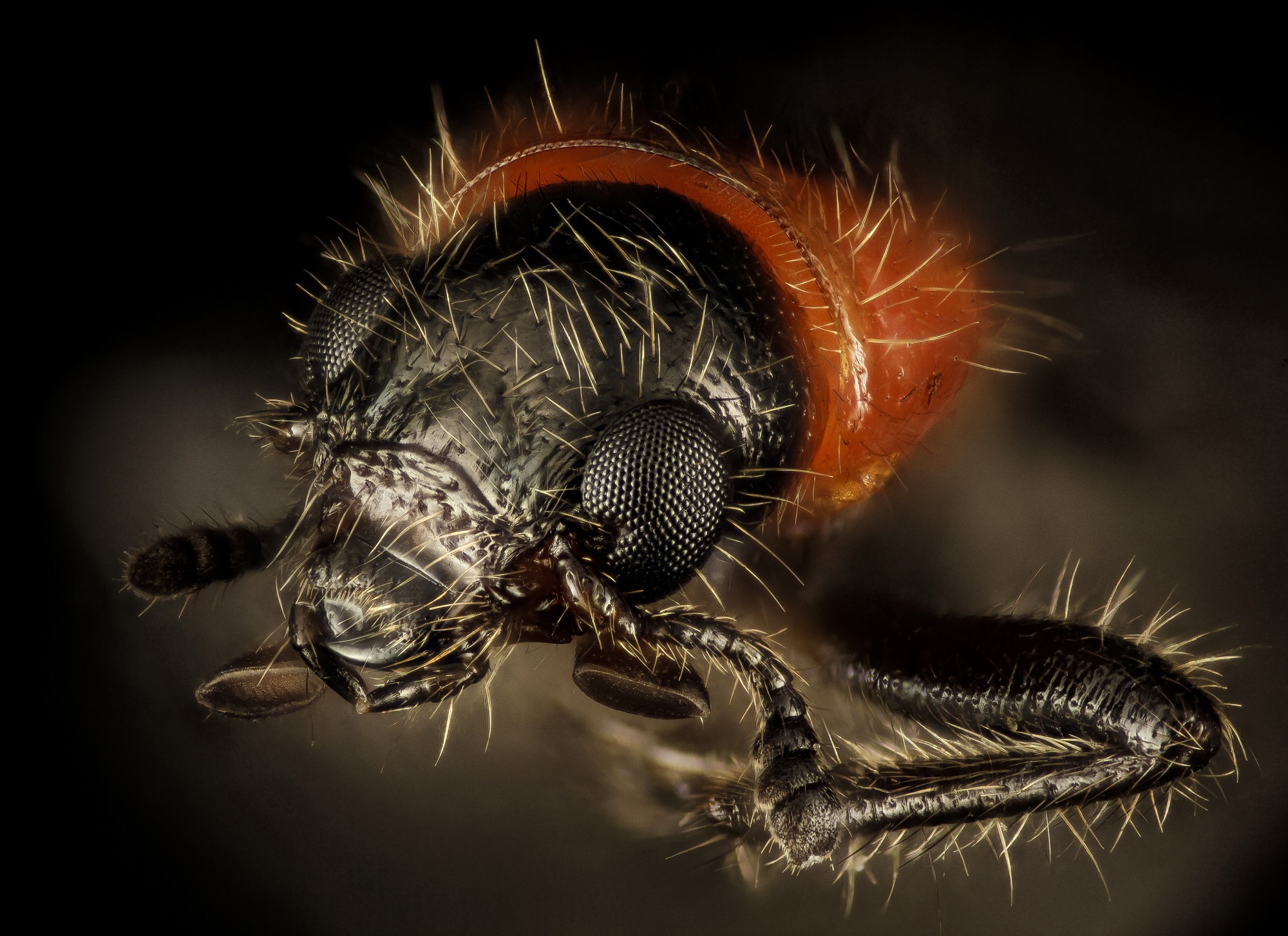 Beetle Closeup, Animal, Beetle, Close, Closeup, HQ Photo