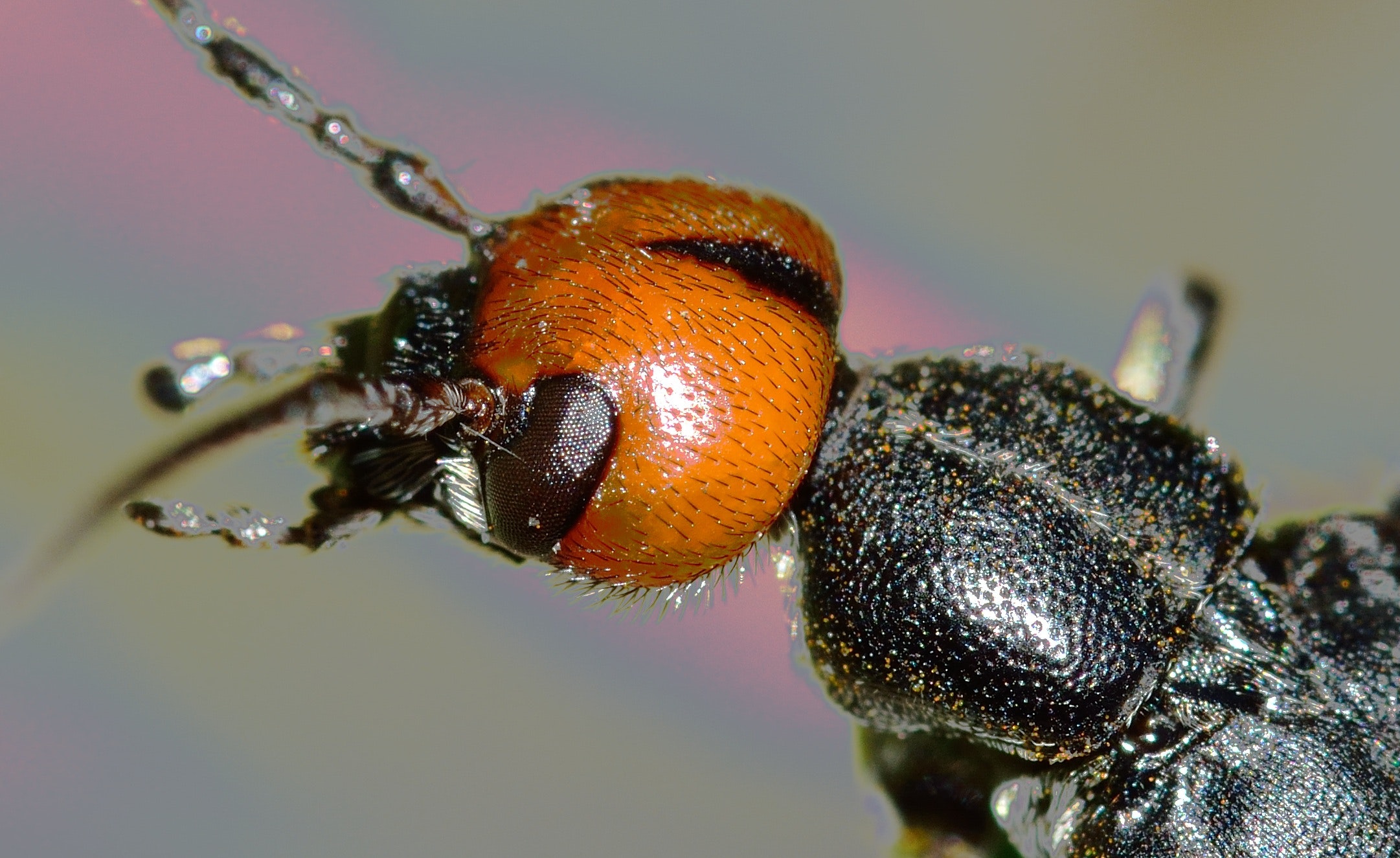 Free stock photo of beetle, closeup, head