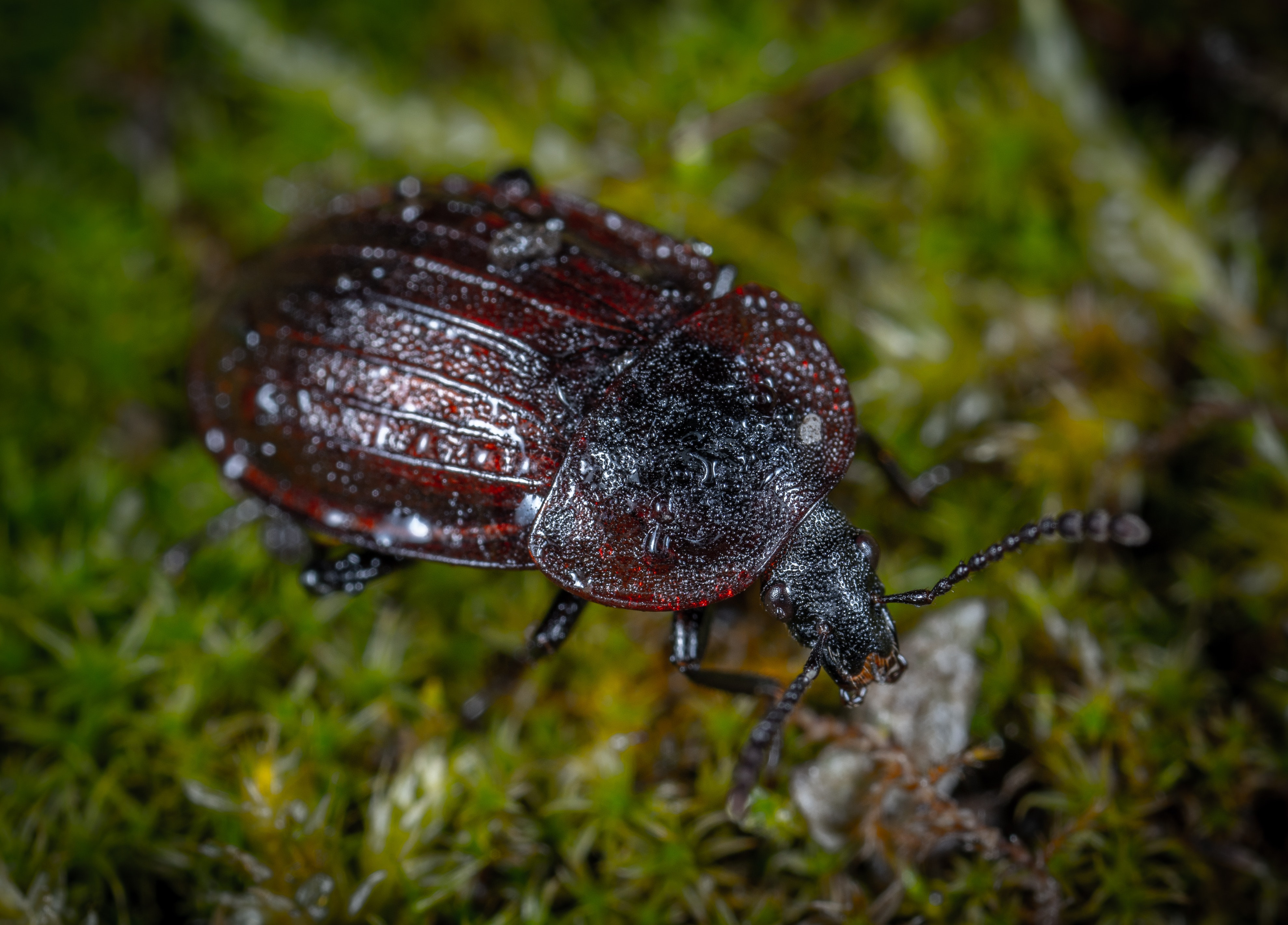 Closeup Photo of Brown and Black Beetle on Green Grass · Free Stock ...