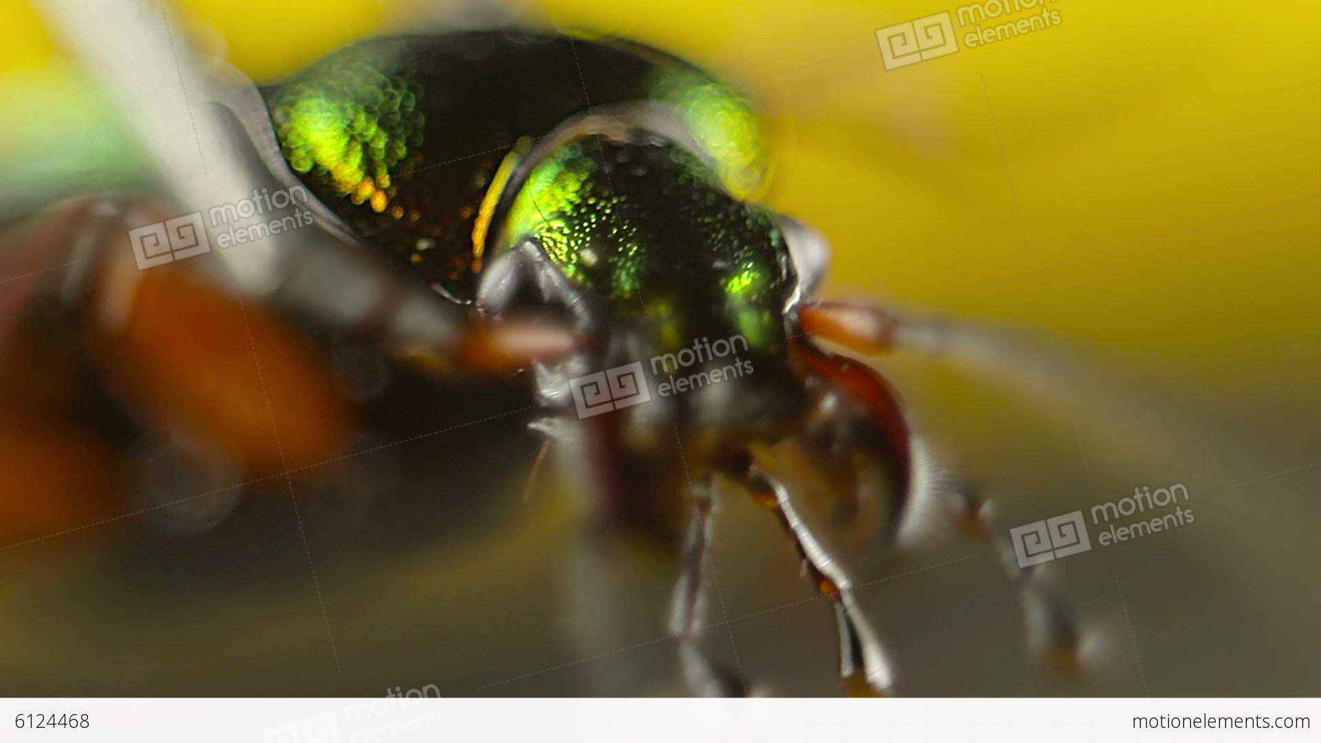 Creepy Closeup Of Green Beetle Head Stock video footage | 6124468