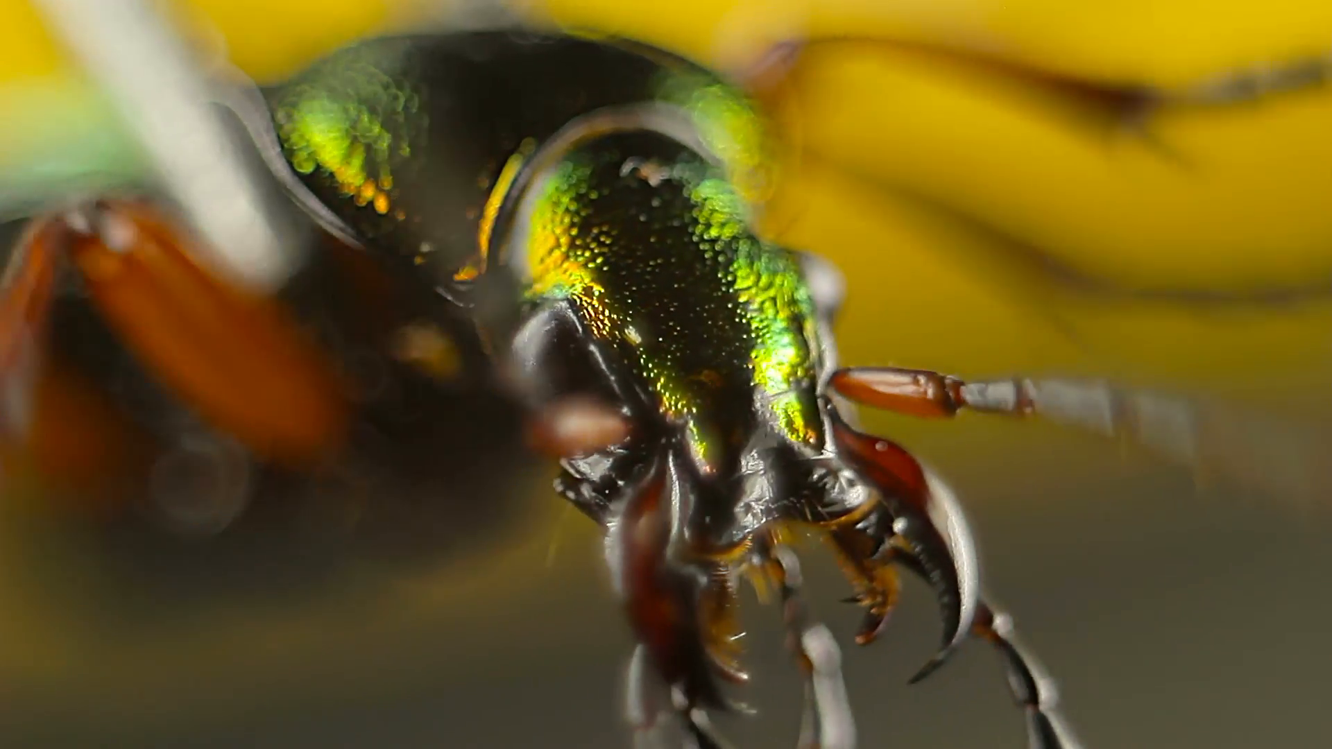 Creepy closeup of green beetle head Stock Video Footage - Videoblocks