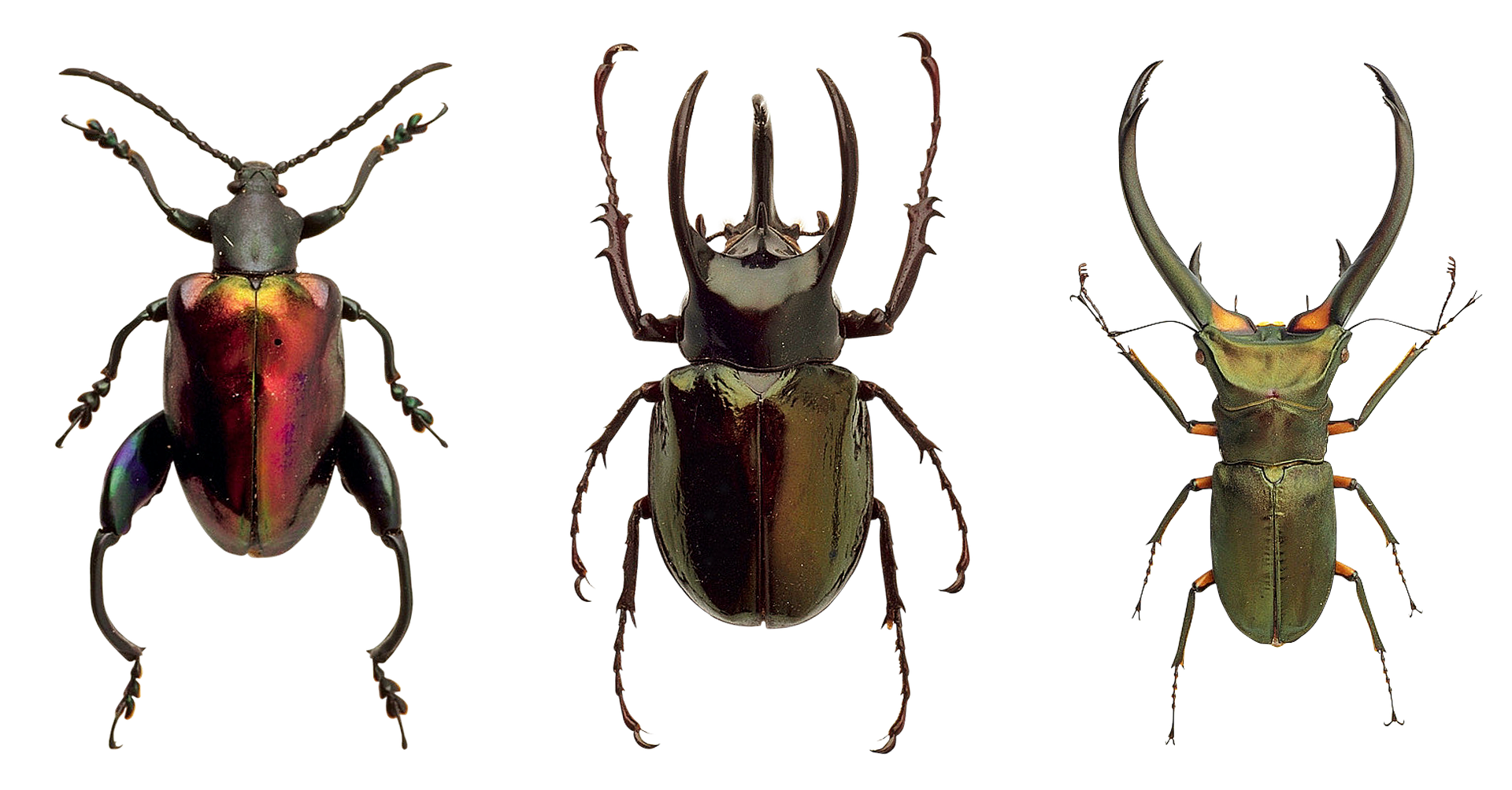 Beetle closeup photo
