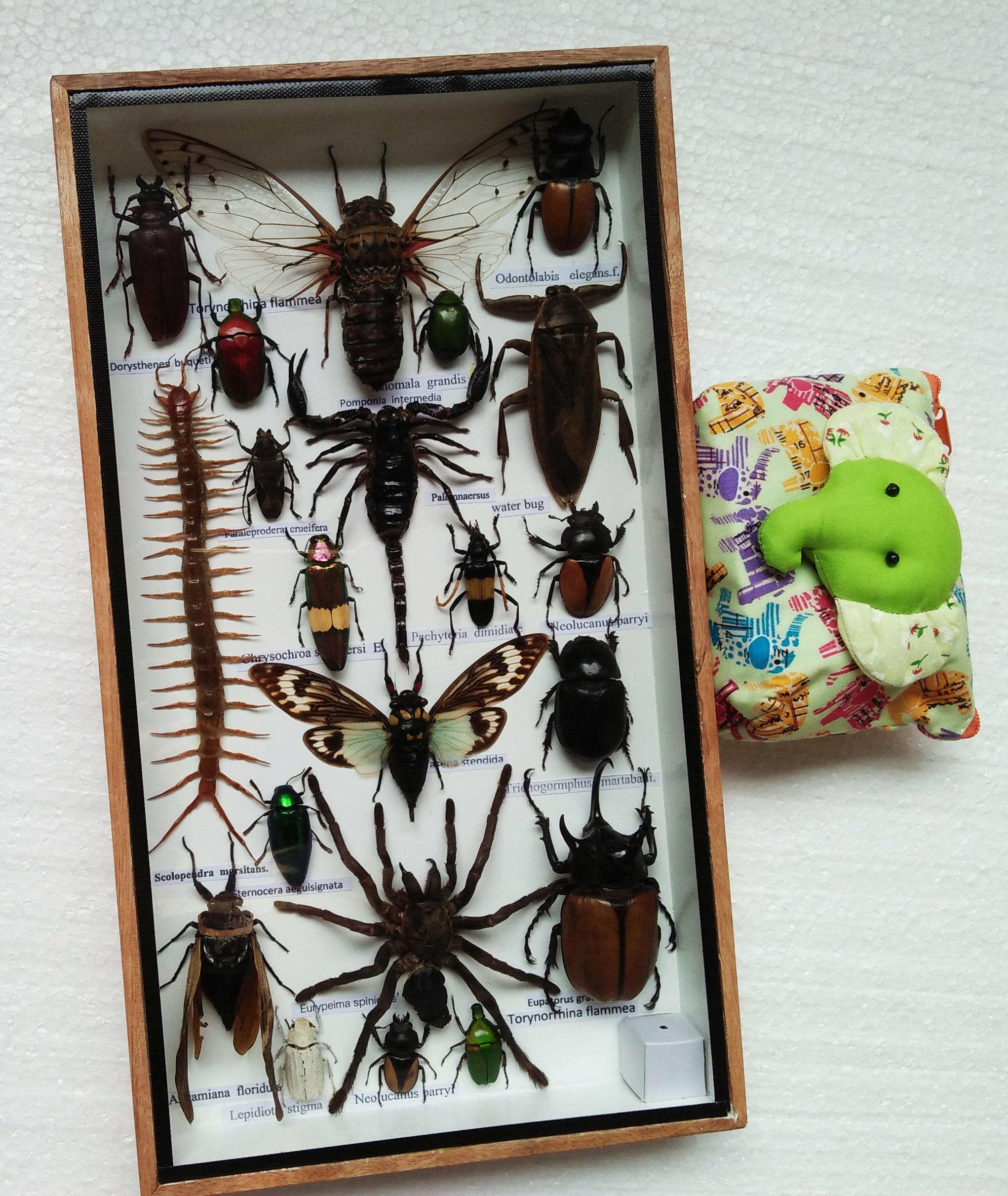 Mix Real Rare Big Set Stick Bug Bugs Insect Insects Framed Box
