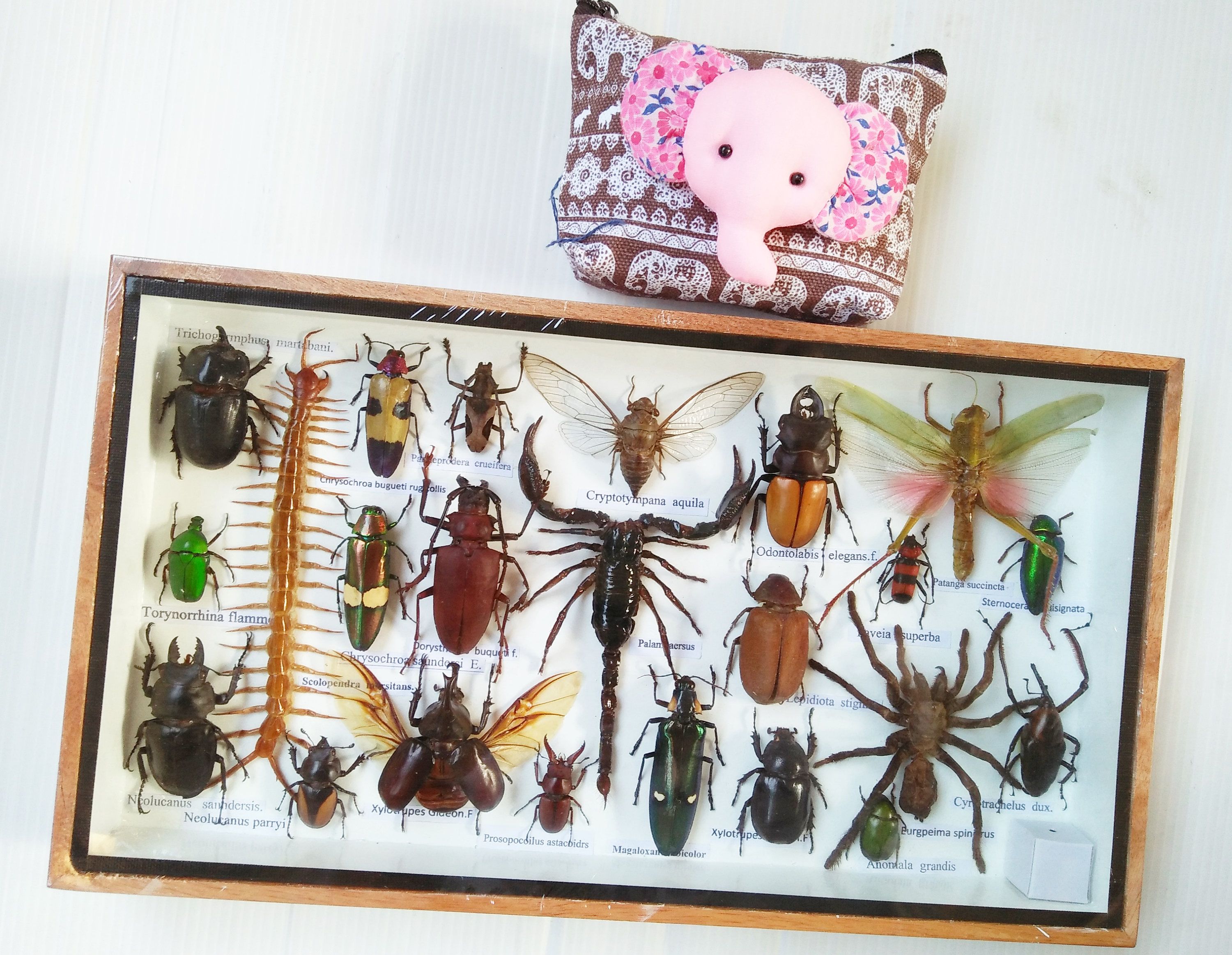 Real Mix Insect Insects Bugs Box Frame Framed Display Taxidermy ...