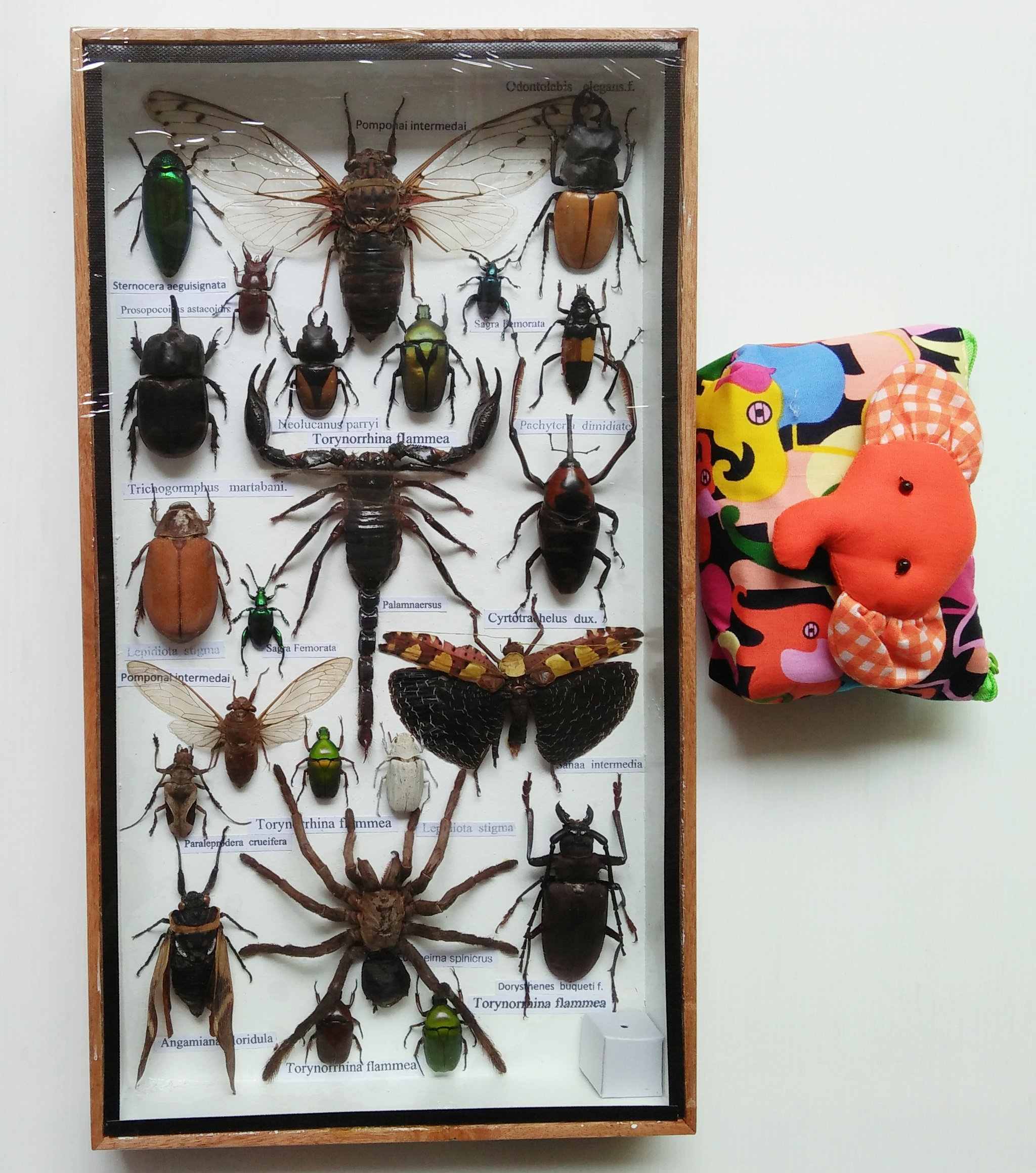 Real Rare Mix Big Insect Insects Bug Bugs Framed Display Box
