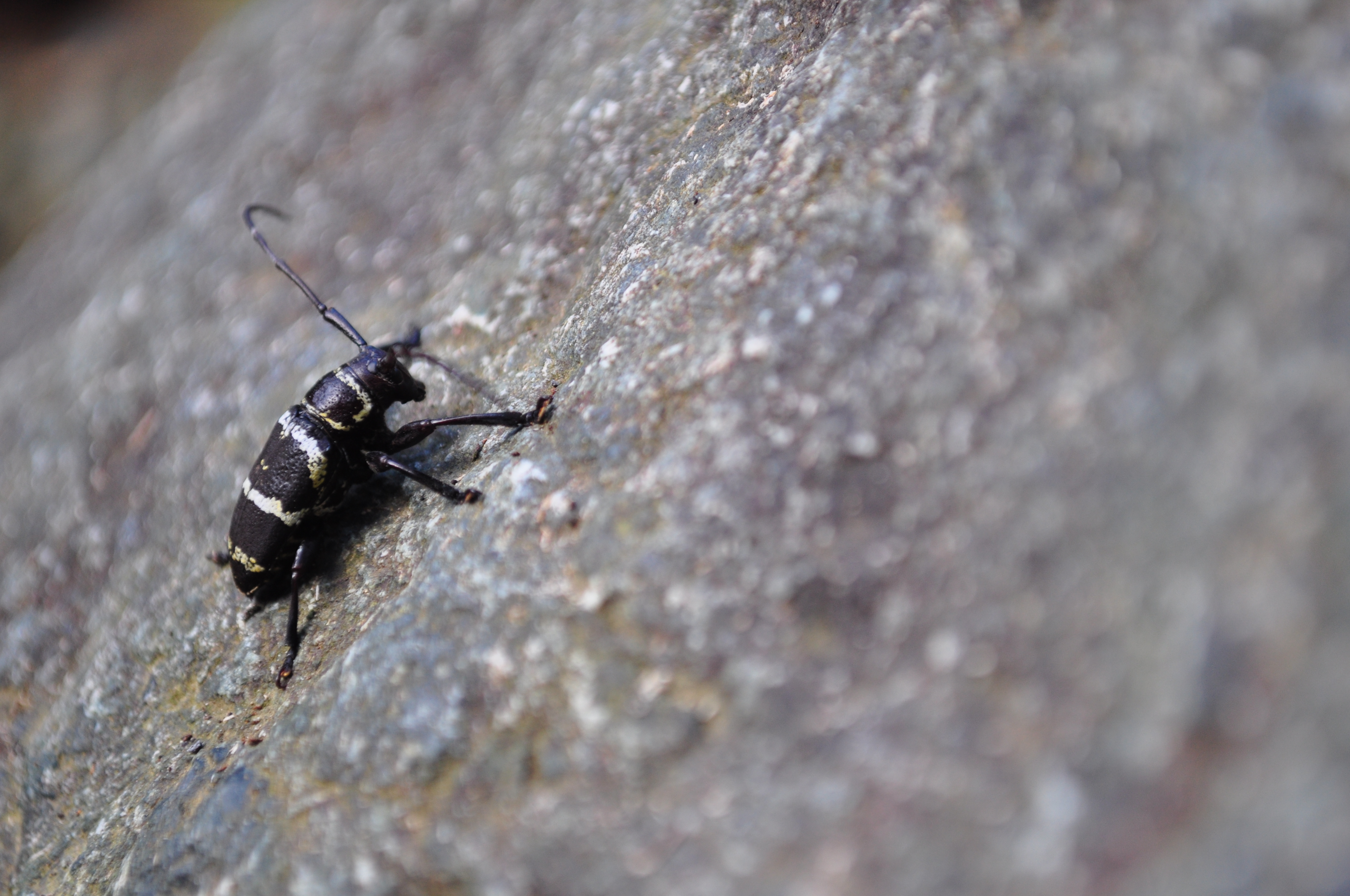 Beetle on a rock photo