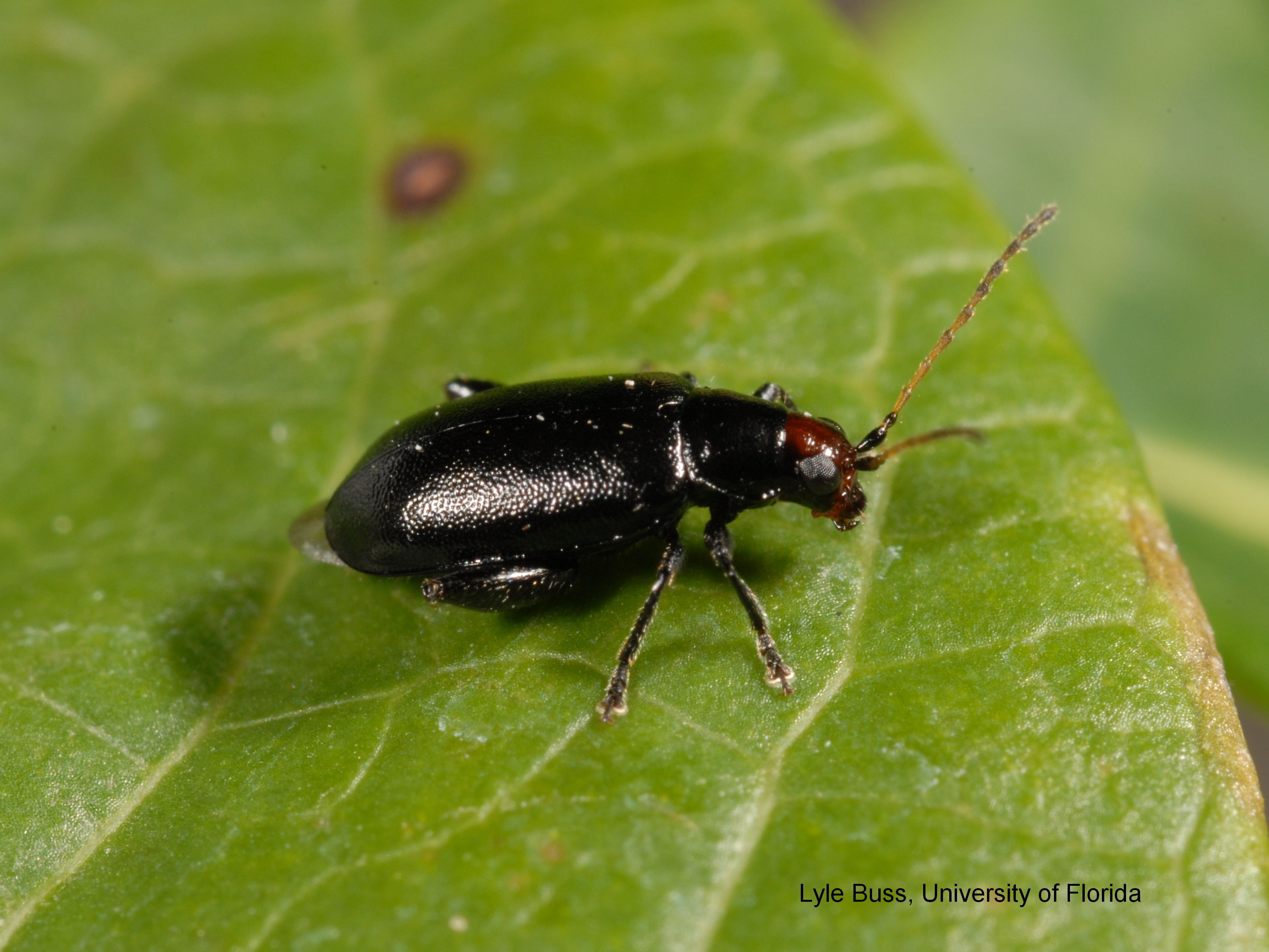 Beetle on leaf photo
