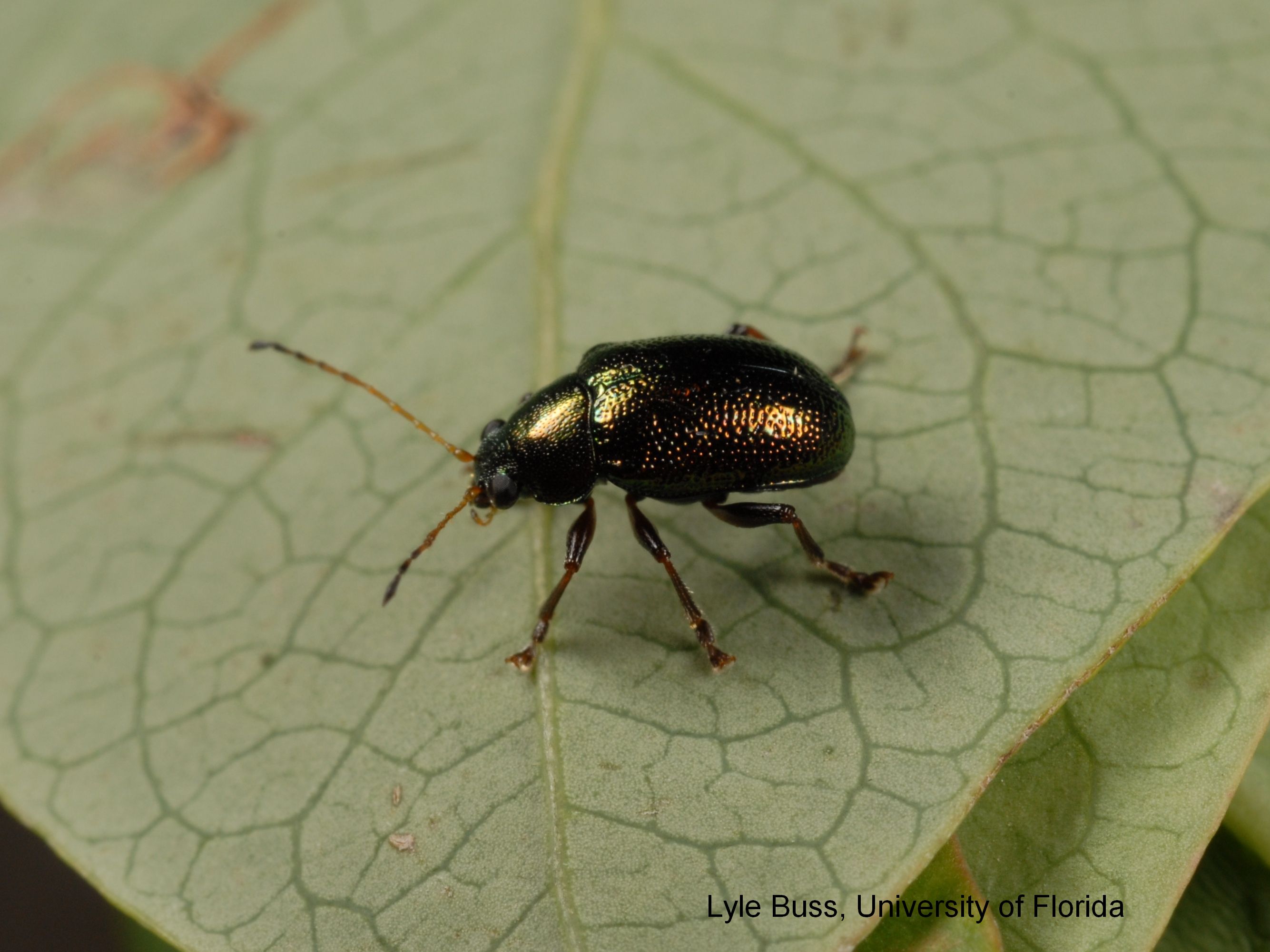 Three beetles photo