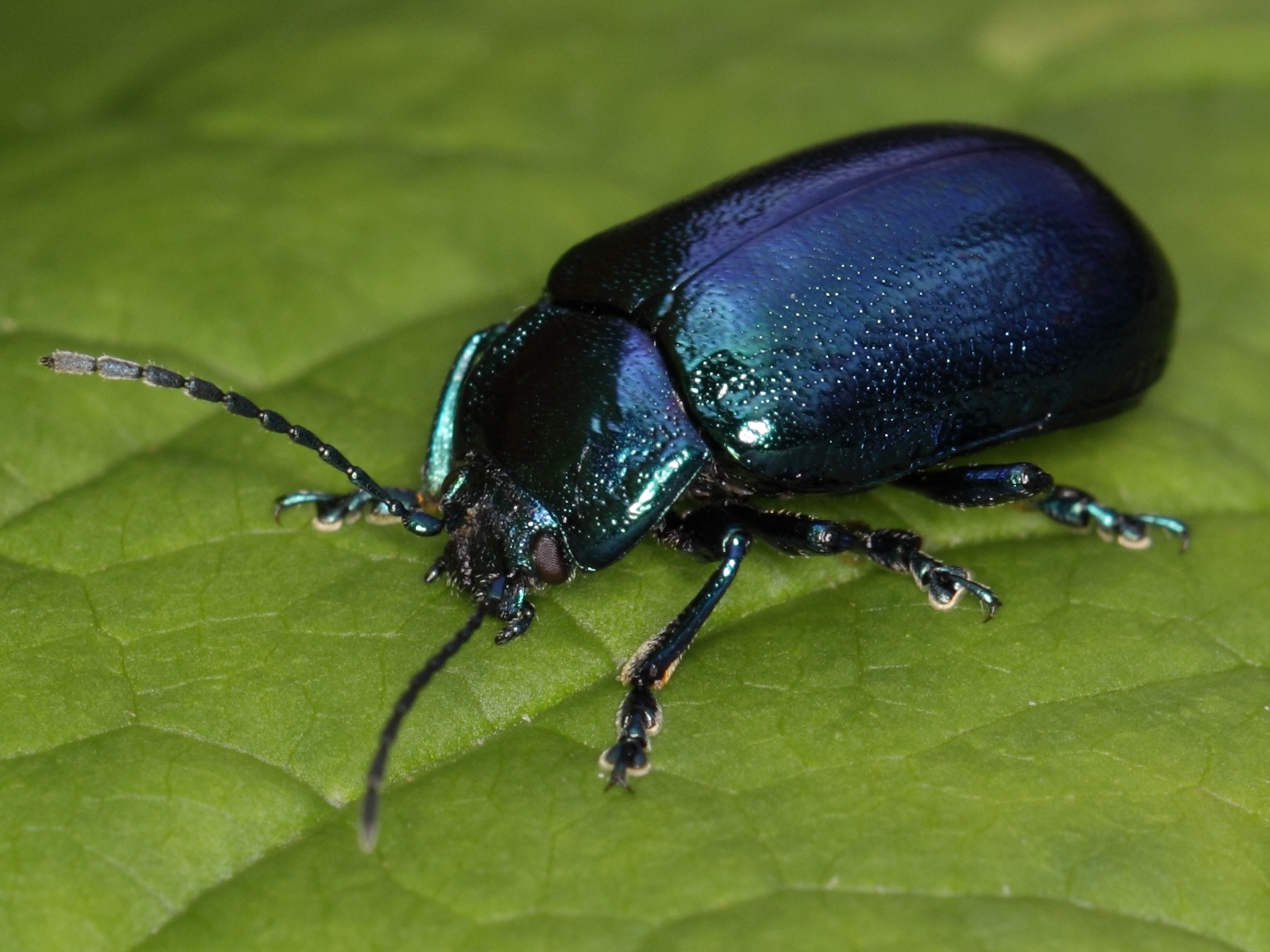 File:Alder leaf beetle from the High Tatras (7663242448).jpg ...