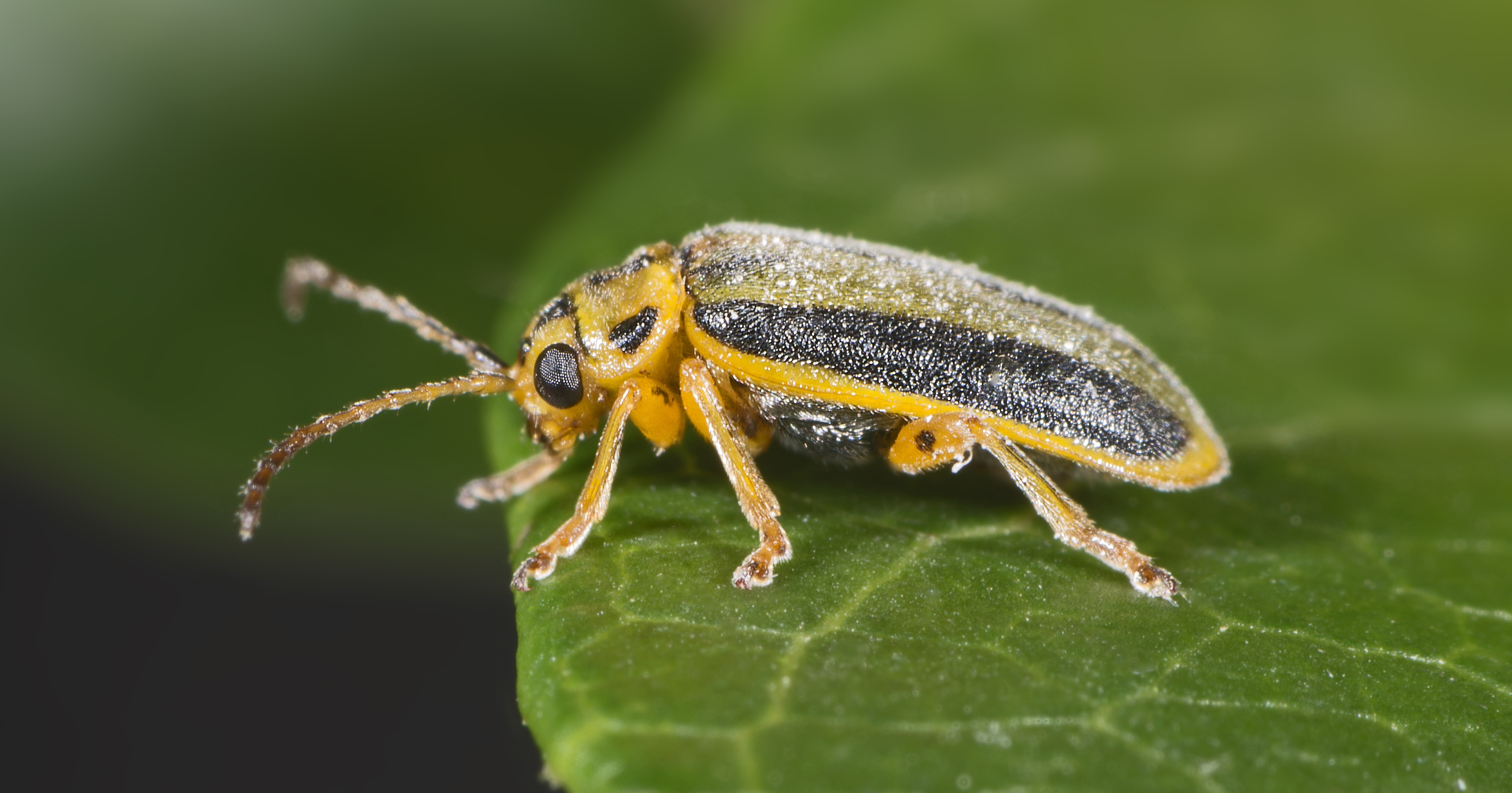 Elm leaf beetle - Wikiwand