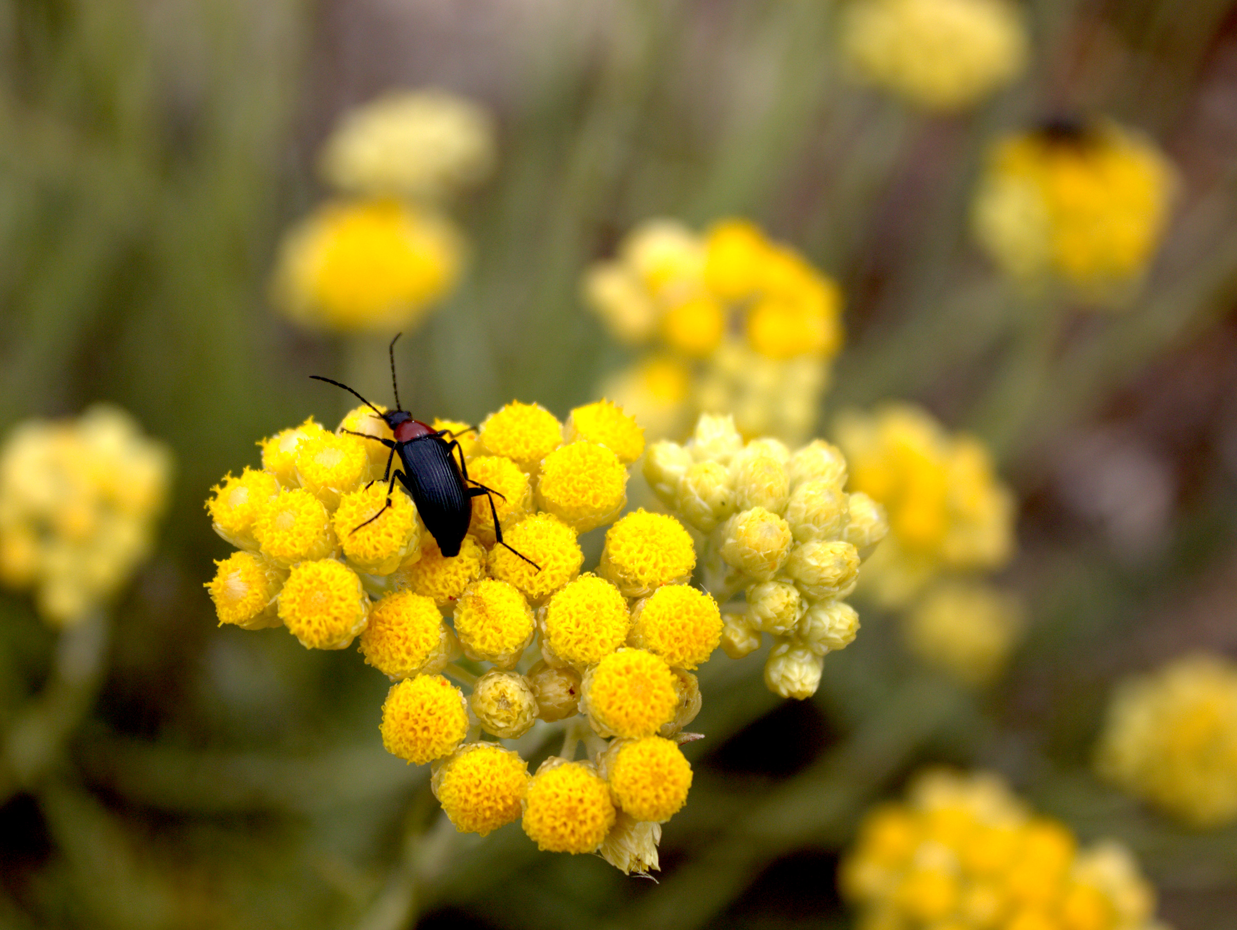 Beetle sits on yellow flower photo