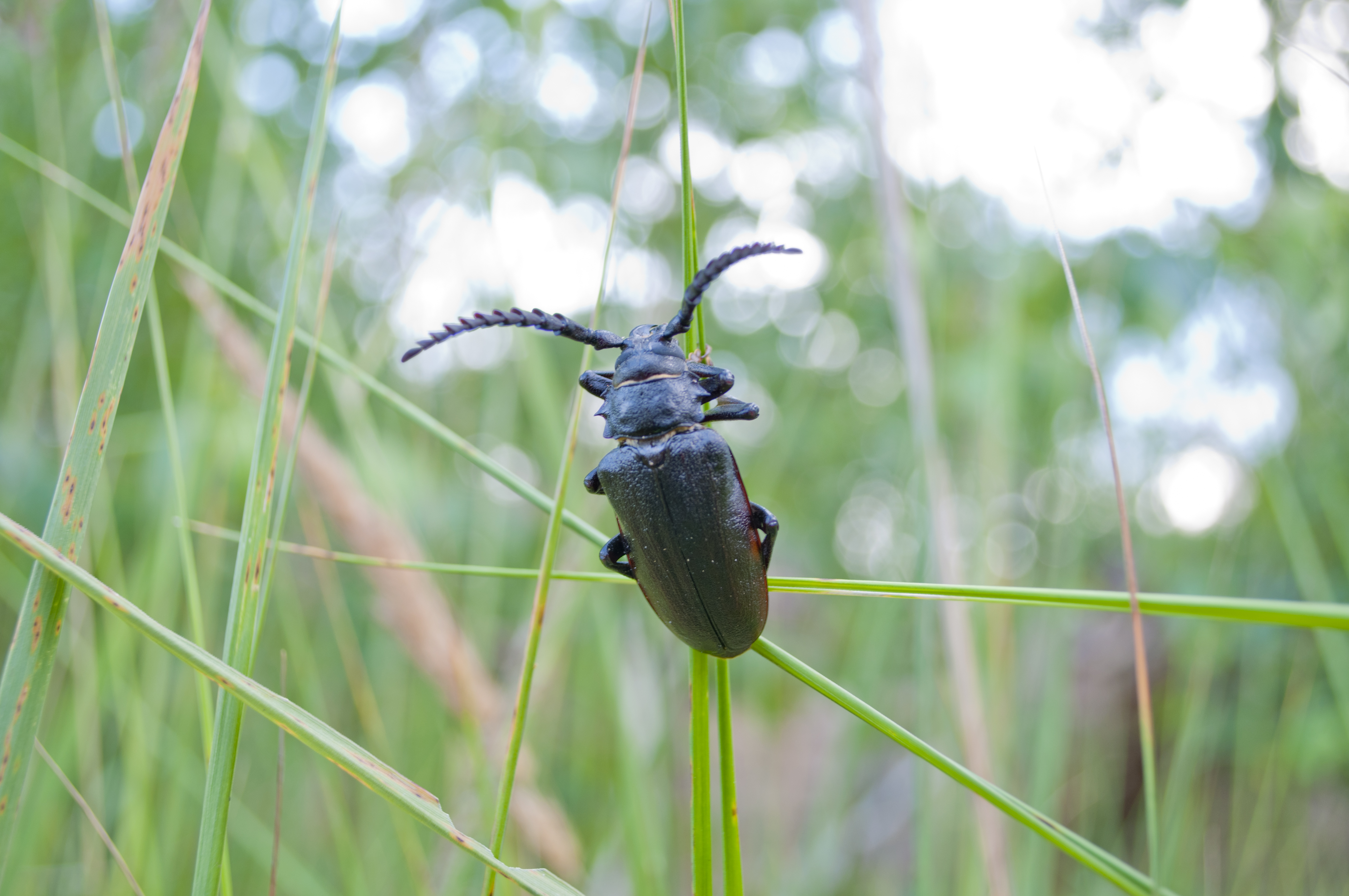 Beetle photo