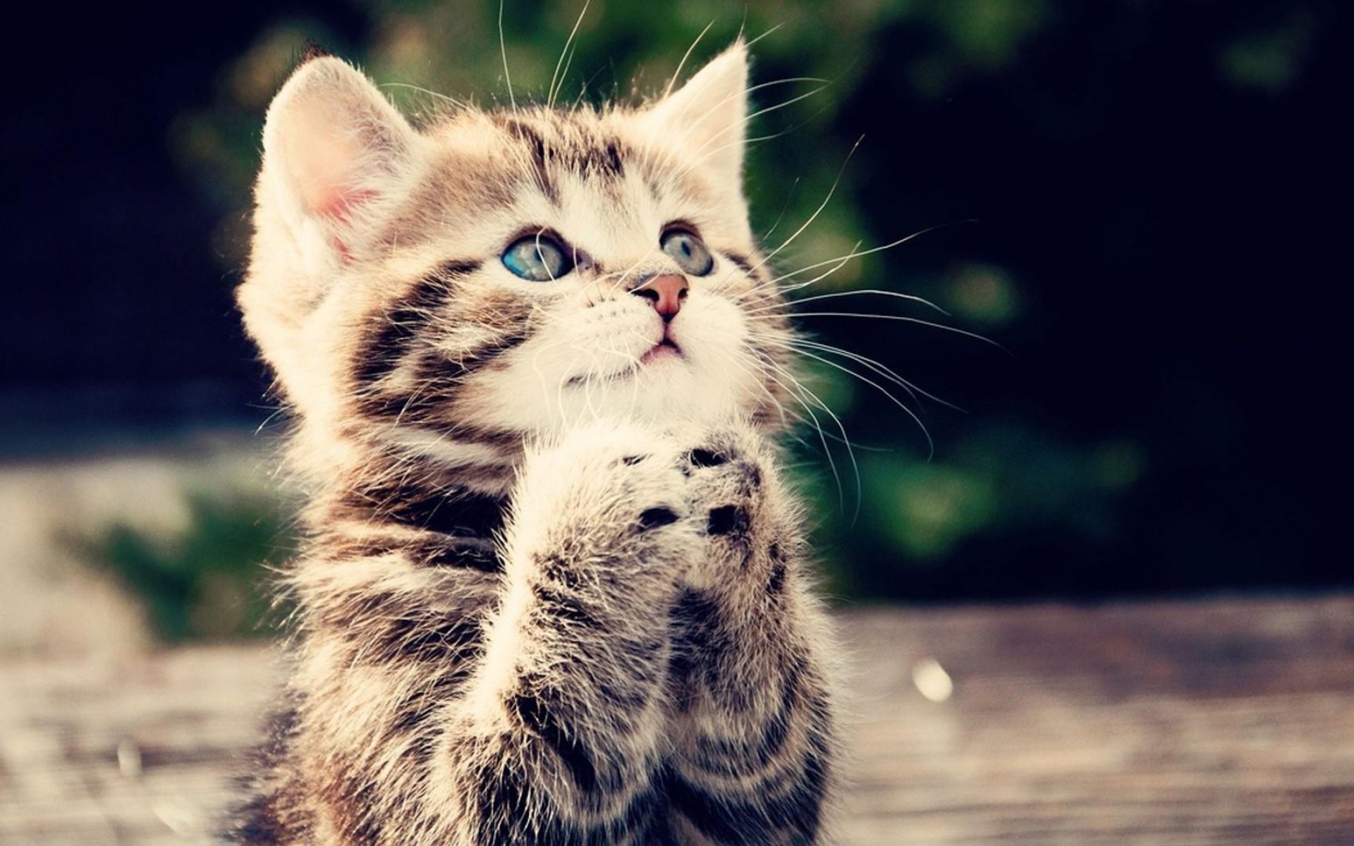 animals-cat-kitten-cute-begging-kitten-wallpaper | GCC Creative Writing