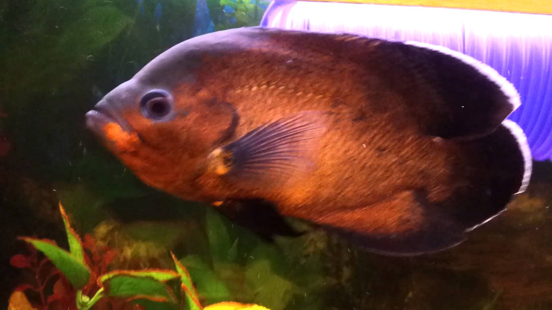 Oscar fish begging for food! - YouTube