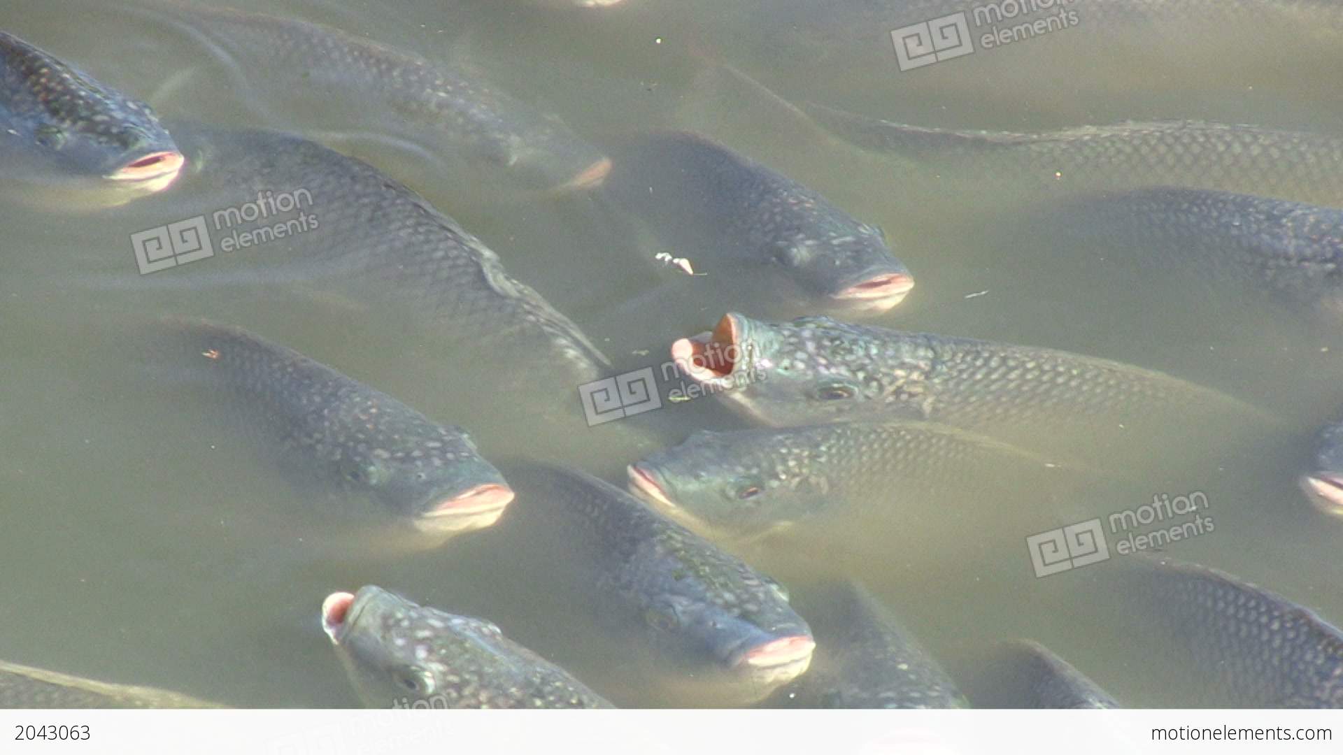 Fish Begging For Food Stock video footage | 2043063