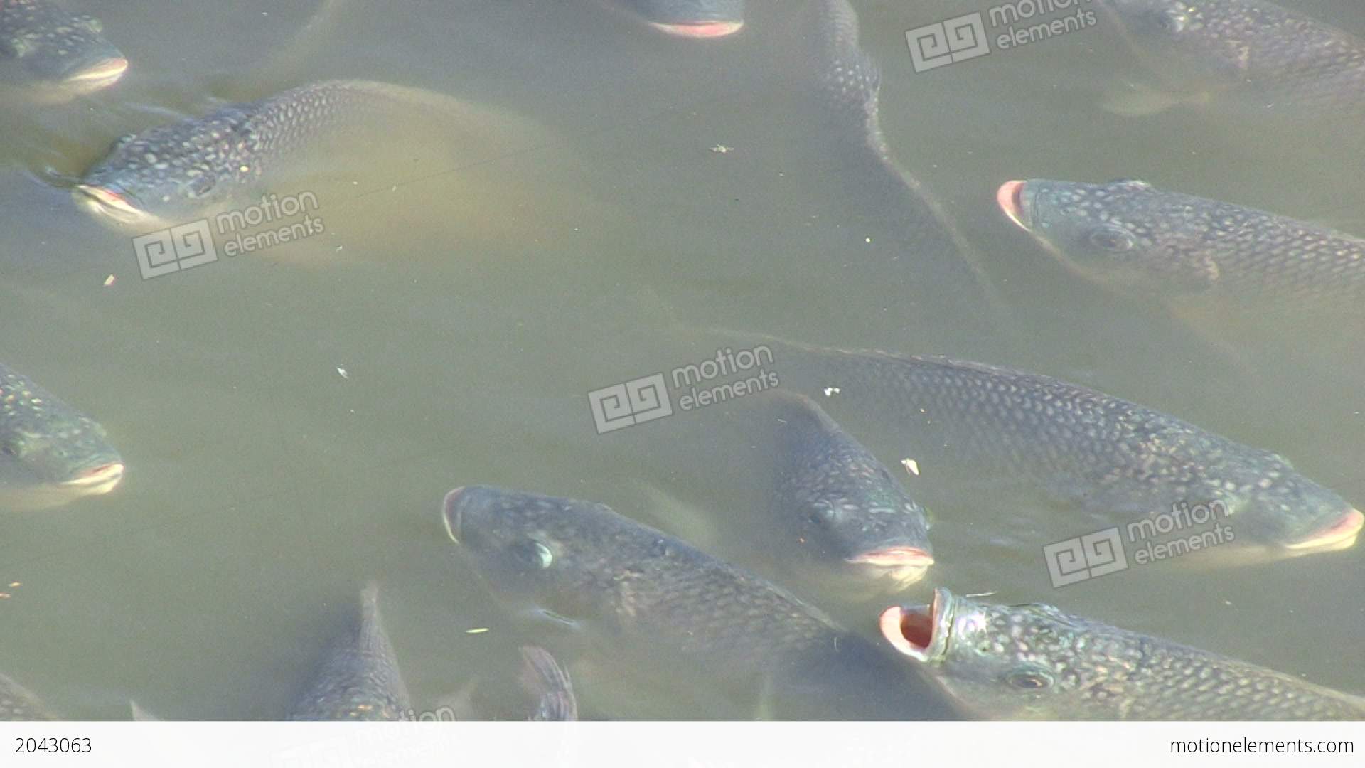 Fish Begging For Food Stock video footage | 2043063