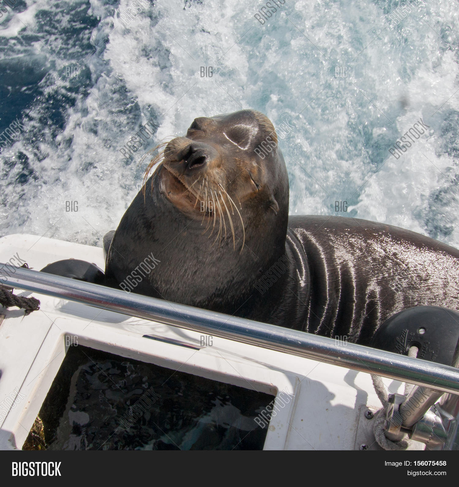 California Sea Lion Begging Fish On Image & Photo | Bigstock