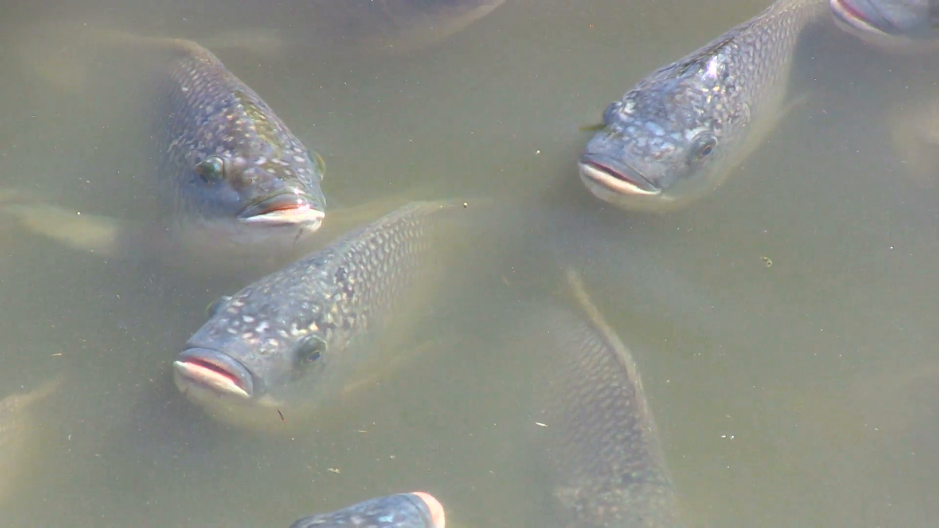 Close shot of fish in a pond begging Stock Video Footage - VideoBlocks