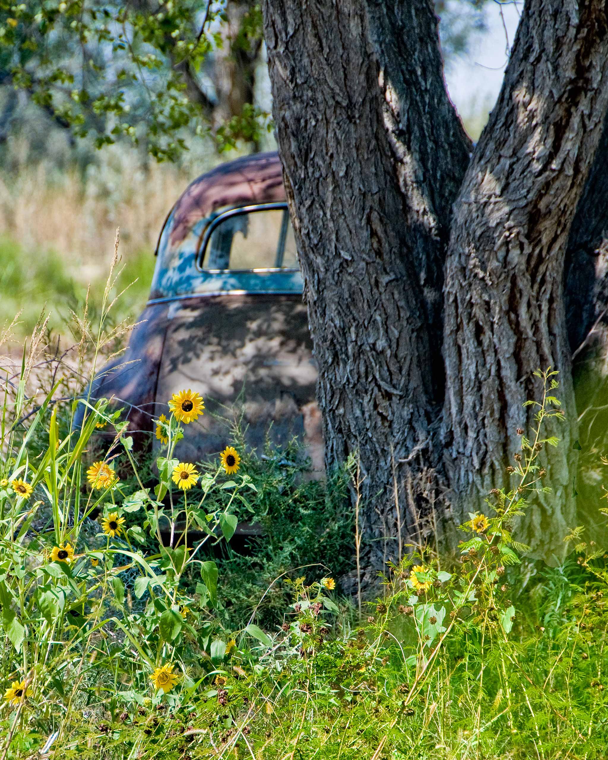 Rusted Chevy Behind Tree - Roadside Gallery