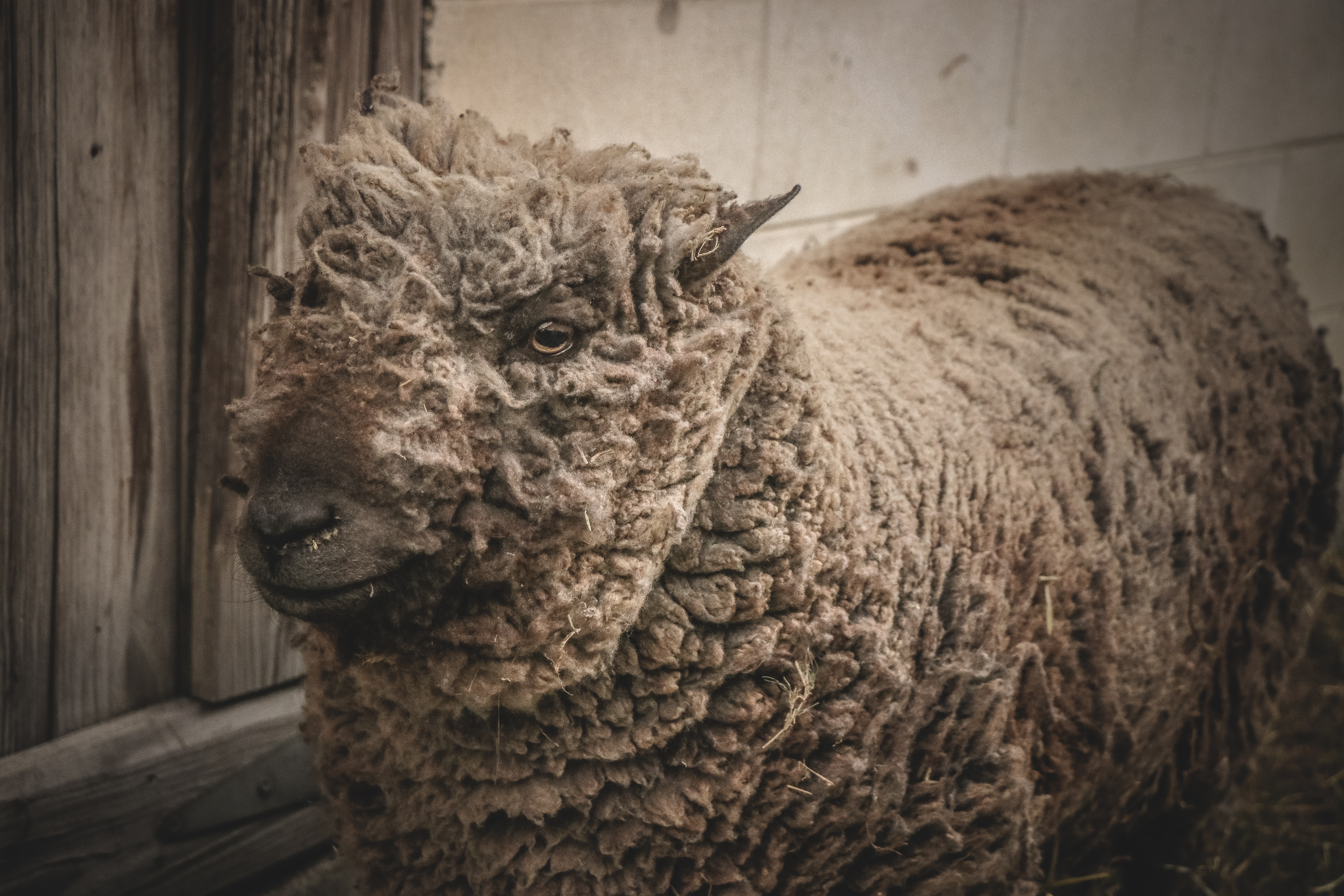 Beige lamb standing beside gray wooden wall photo