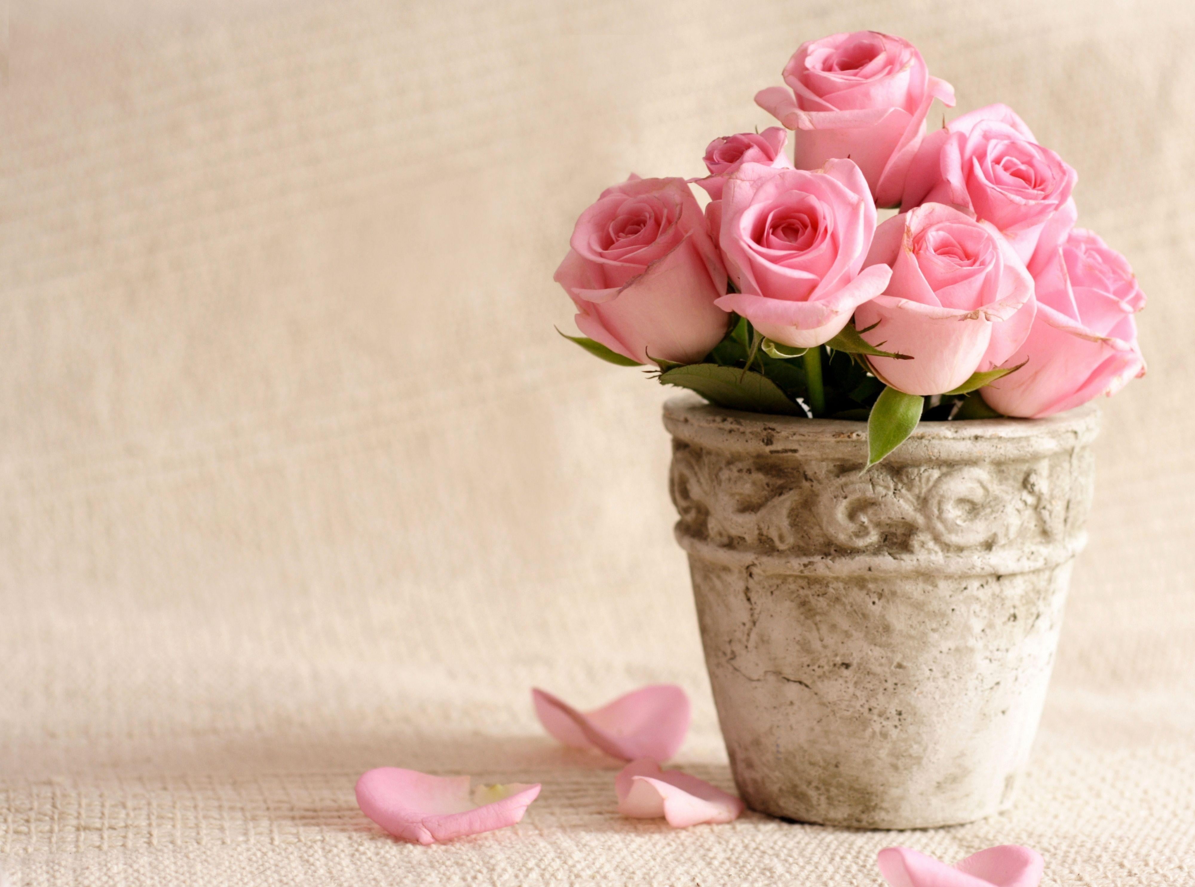 Pink rose flowers in beige pot HD wallpaper | Wallpaper Flare