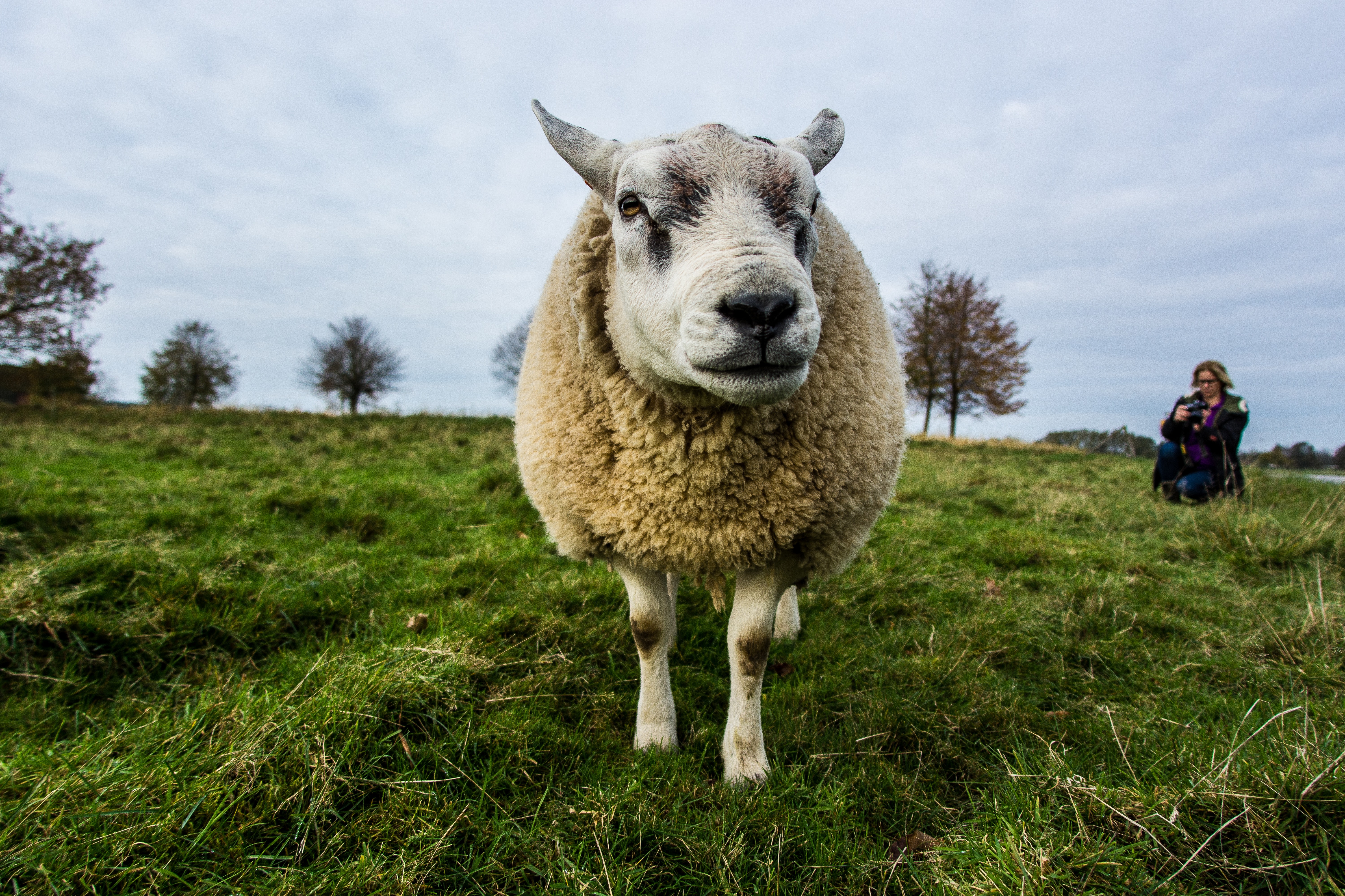 Beige sheep on green grass field under gray sky photo
