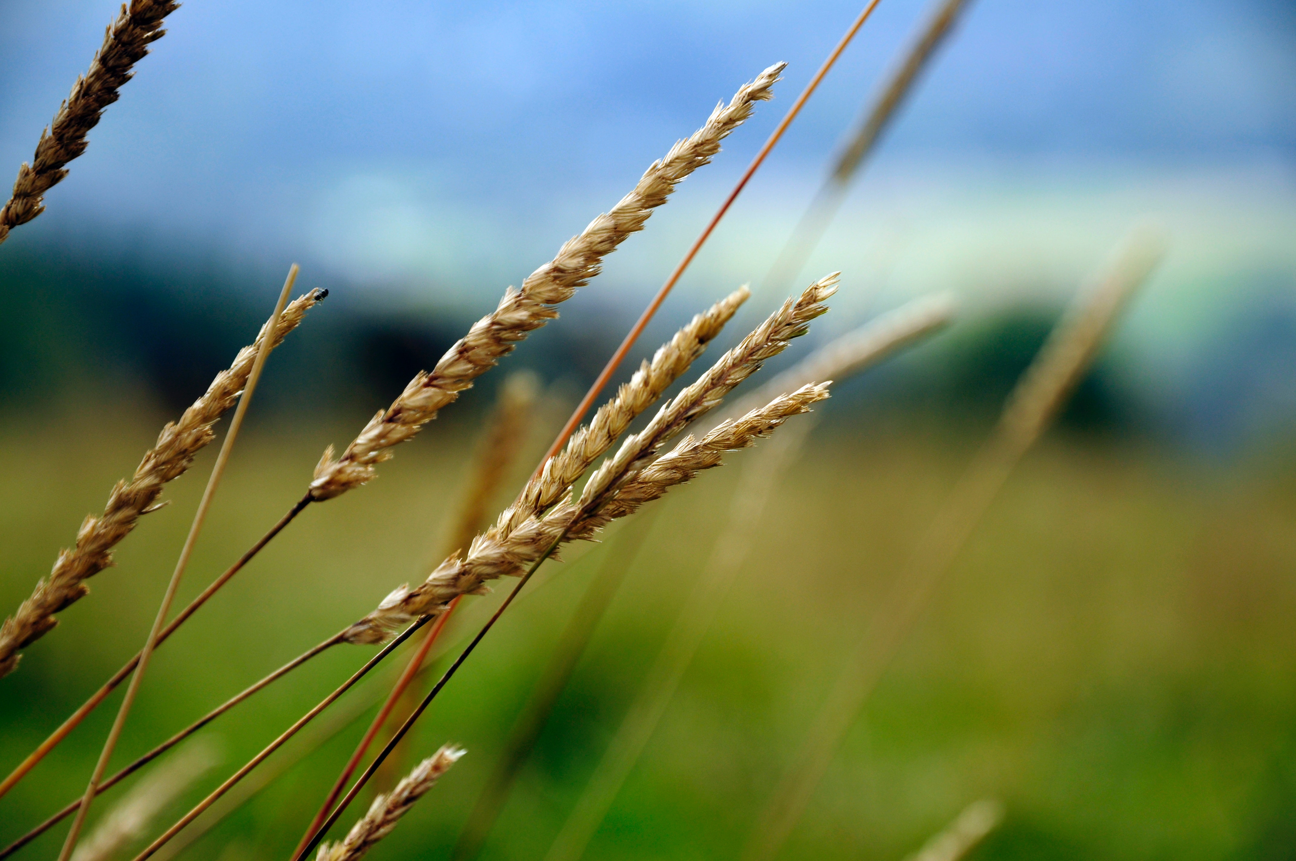 Beige weeds in a field of grass photo