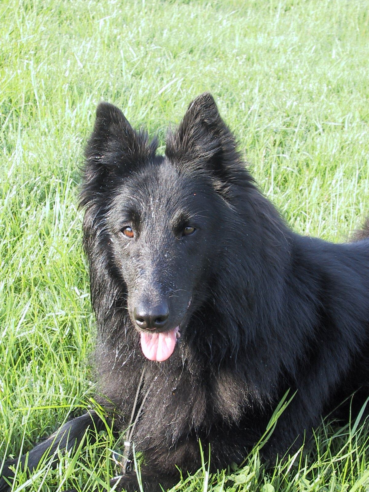 Belgian Sheepdog Dog Breed Information, Puppies & Pictures