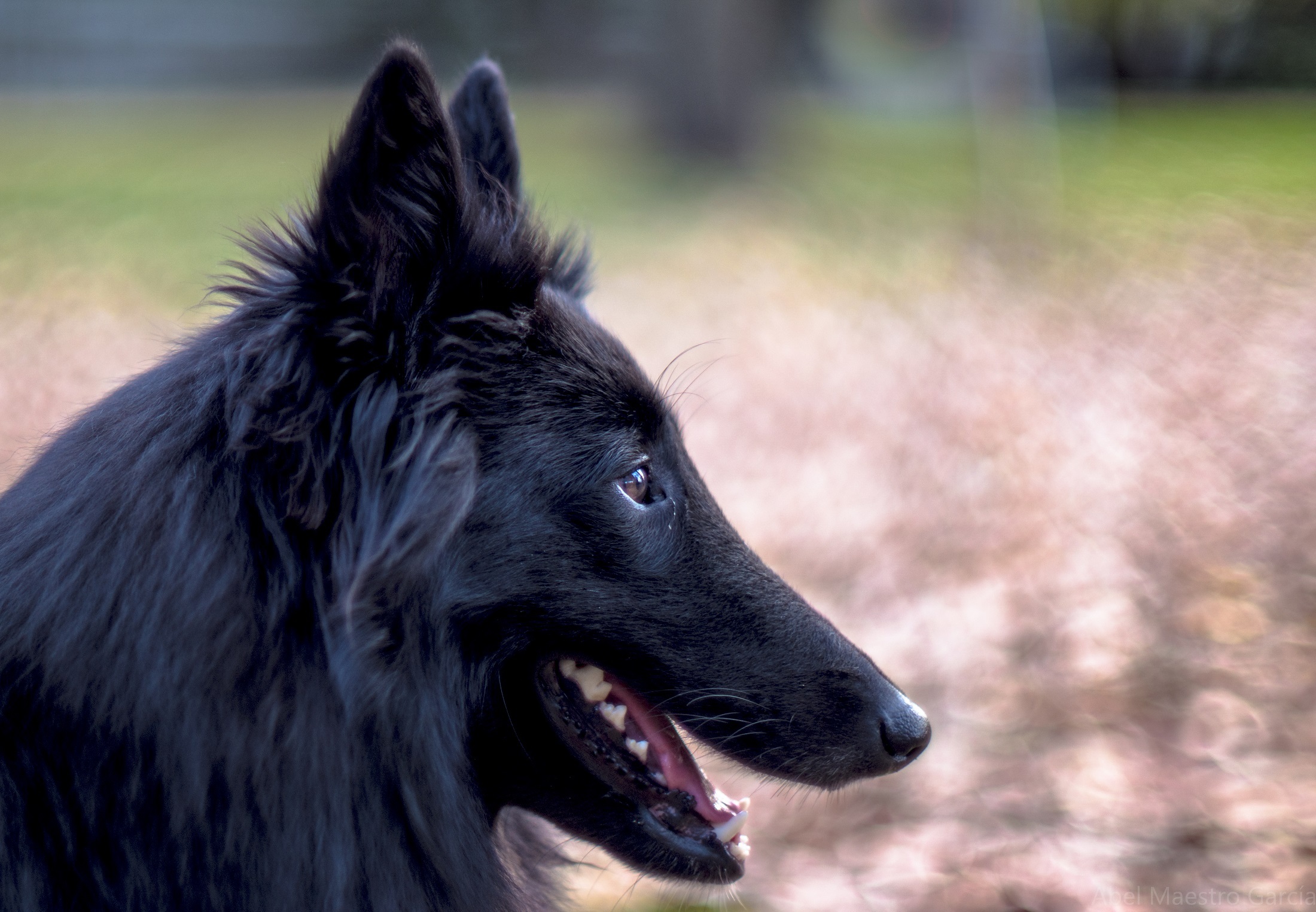 Belgian Sheepdog, Animal, Belgian, Black, Dog, HQ Photo