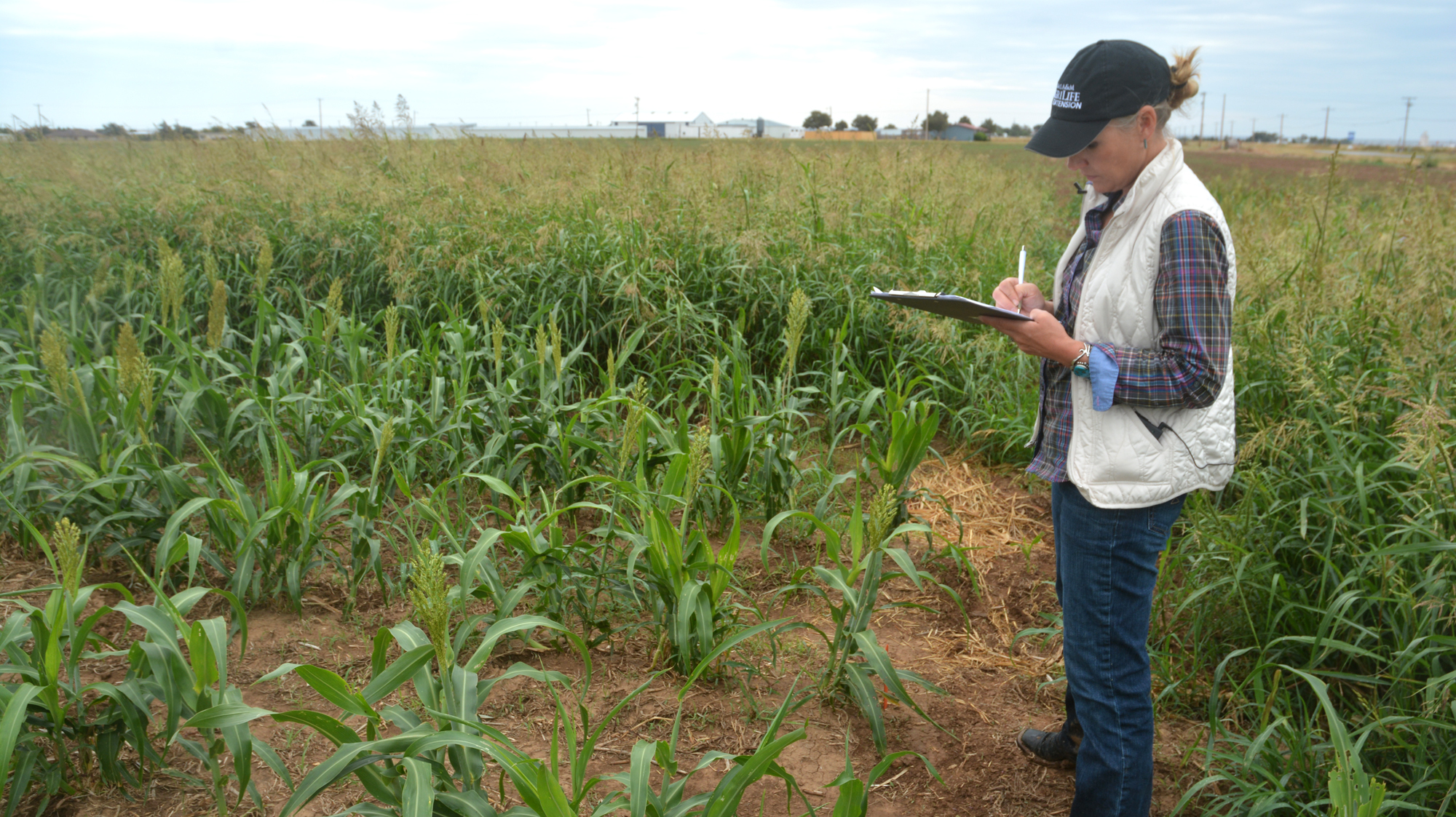 AgriLife Extension studies new grass control technology in grain ...