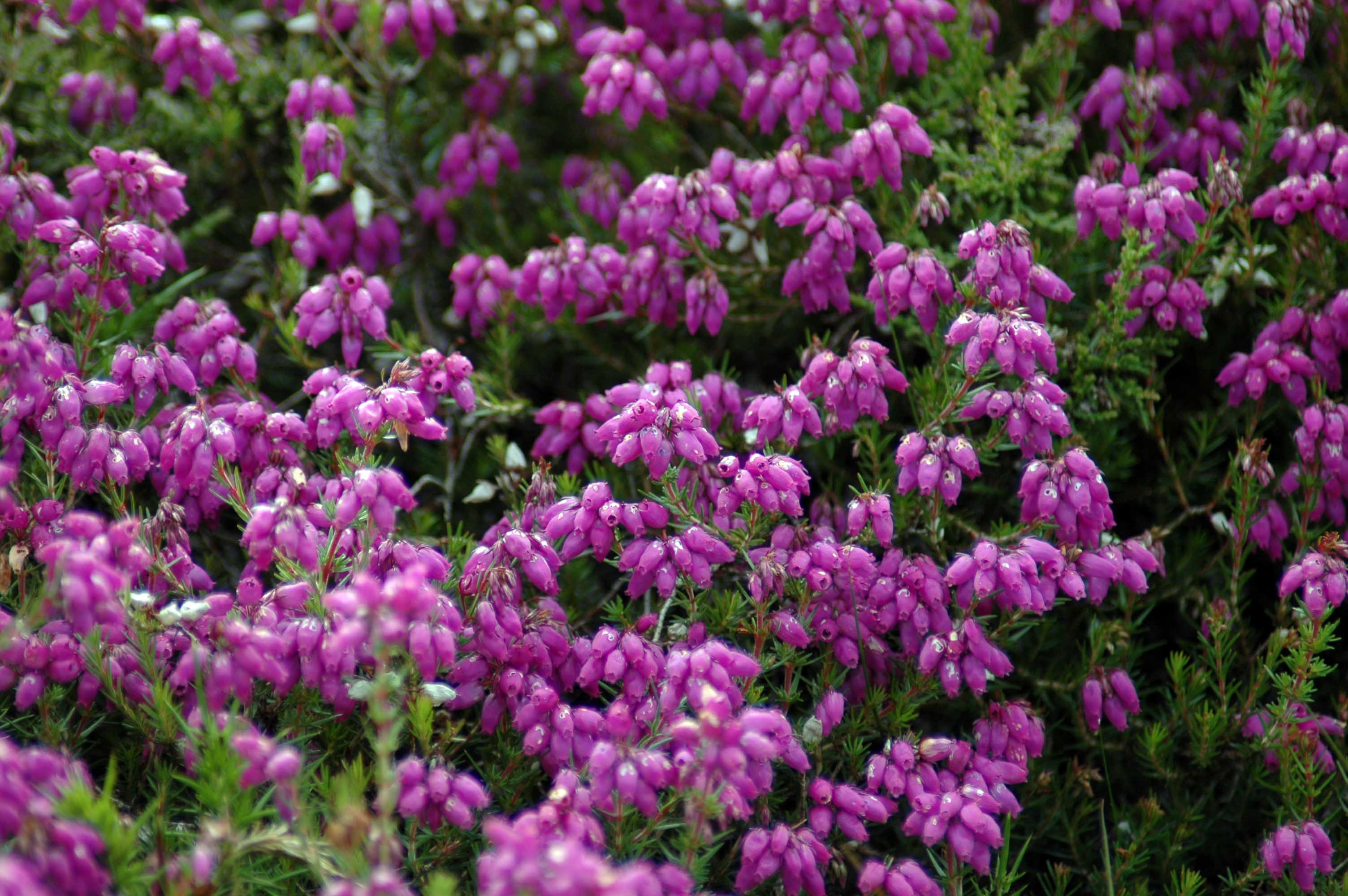 bell heather | everyday nature trails