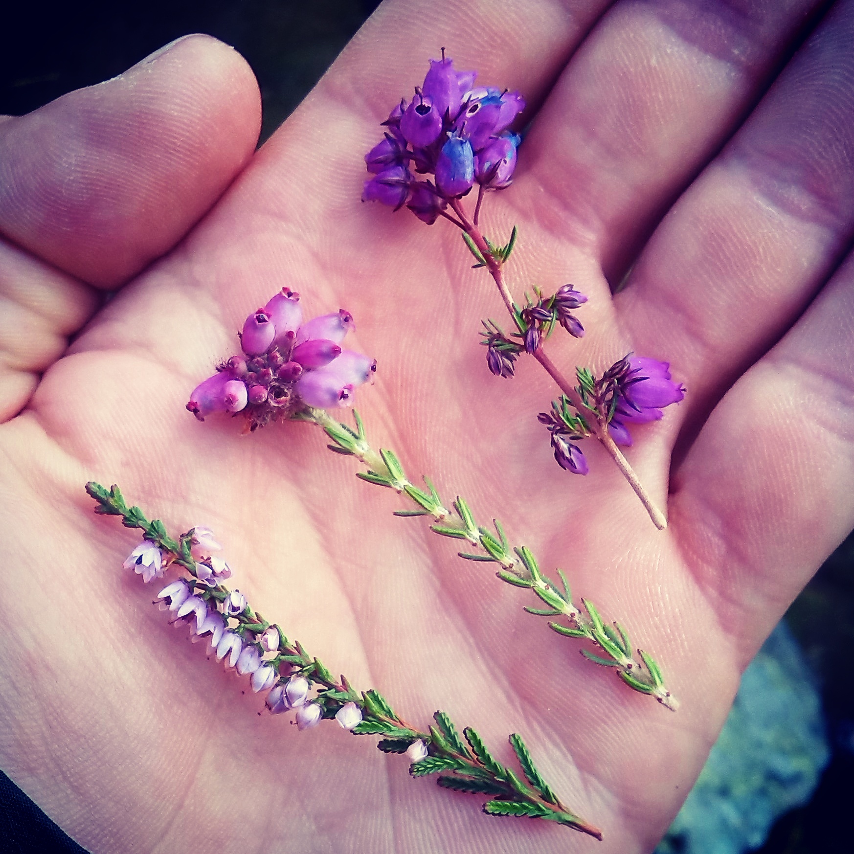 Difference between Heather Ling bell Cross Leaved – TerryJamesWalker