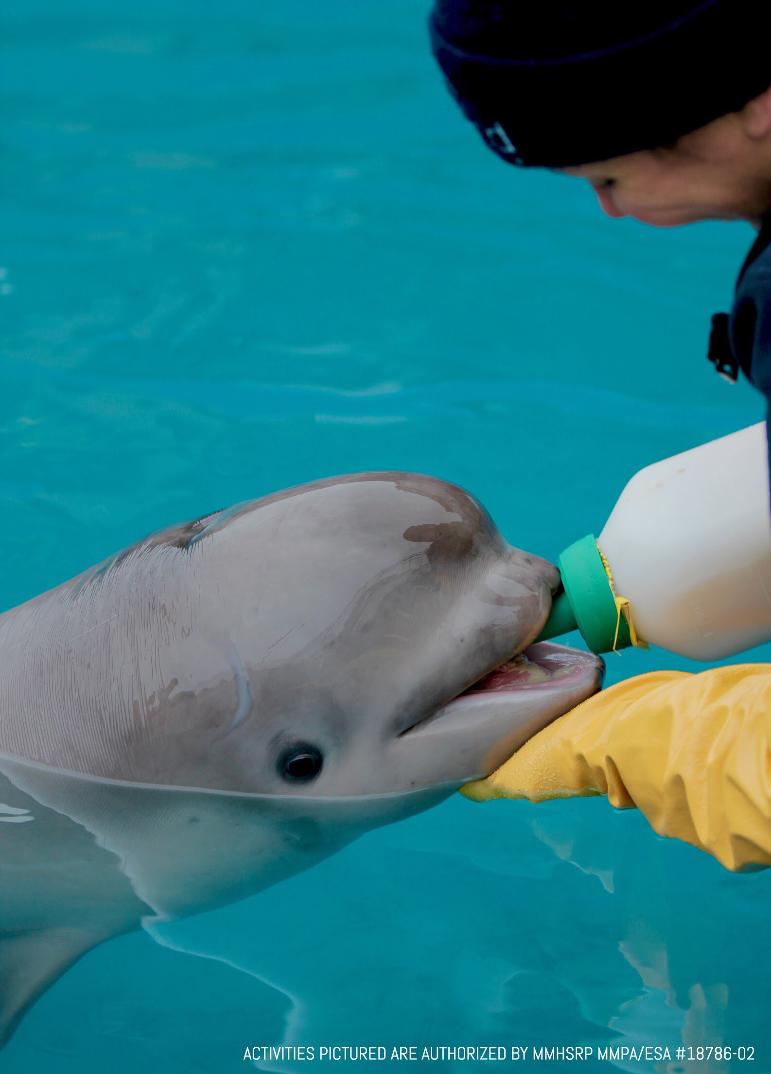From Alaska to Texas: New home announced for beluga whale calf ...