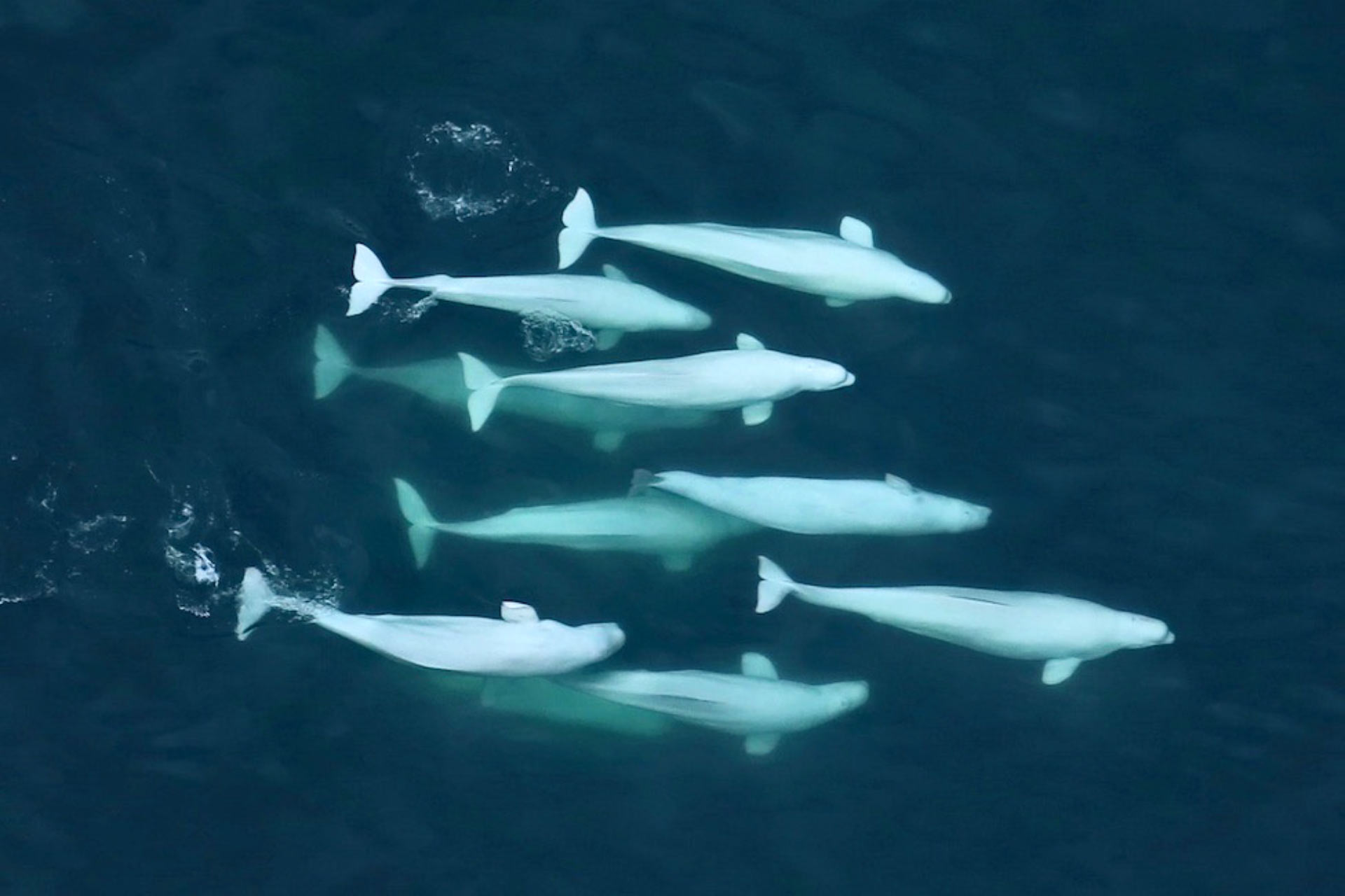 Beluga Whales Value Culture and Family Ties: Study | Biology | Sci ...