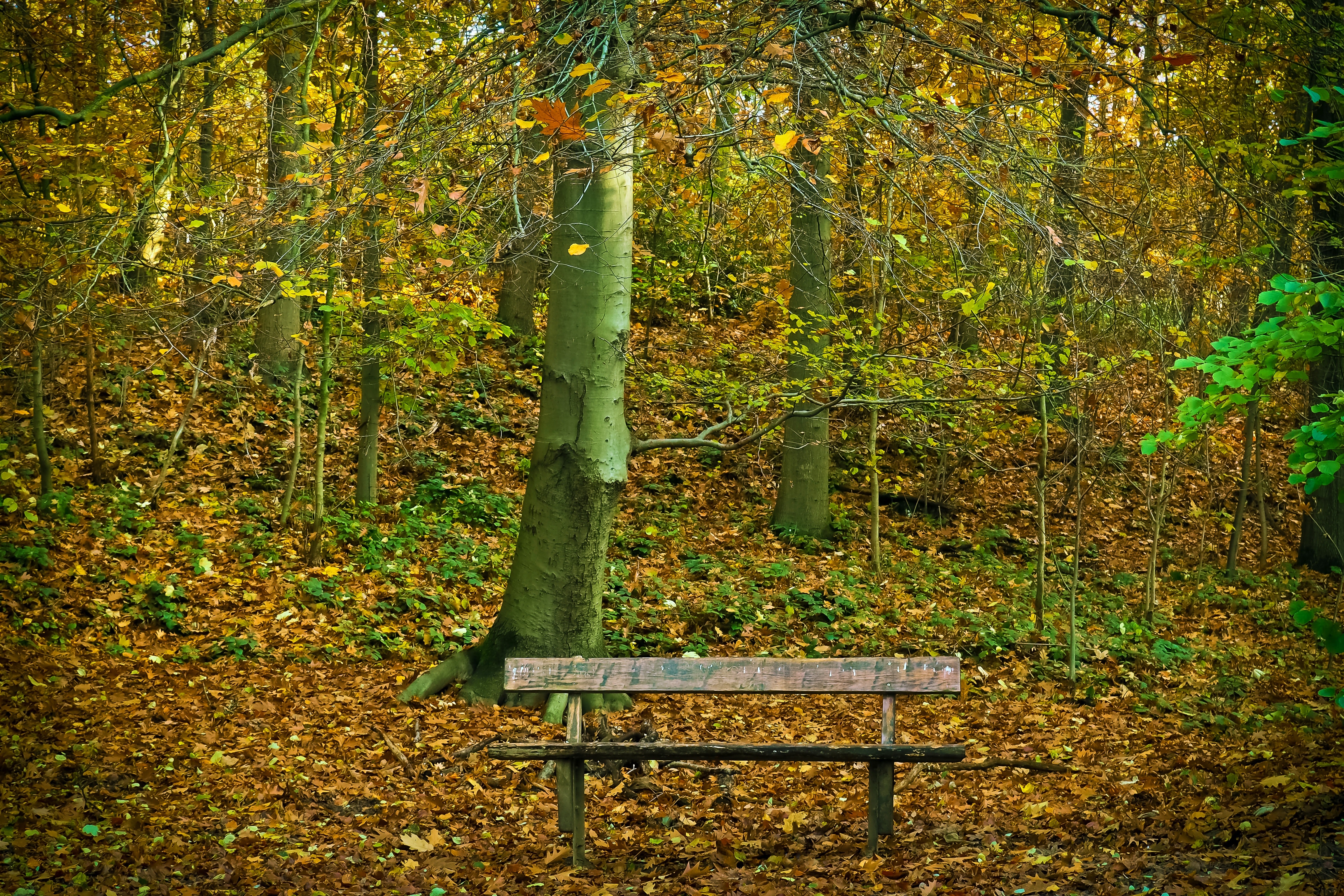 Bench in Park during Autumn, Autumn, Nature, Wooden bench, Trunks, HQ Photo