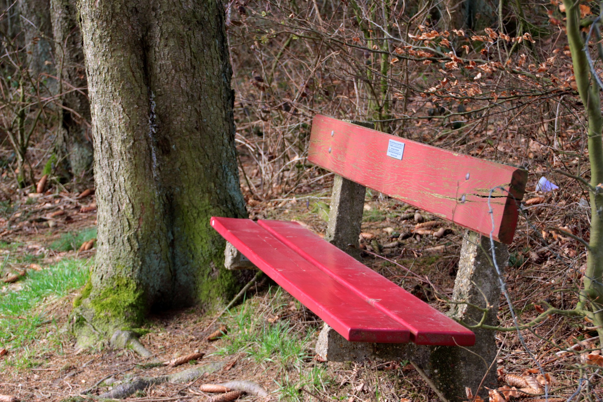 Bench in the park photo