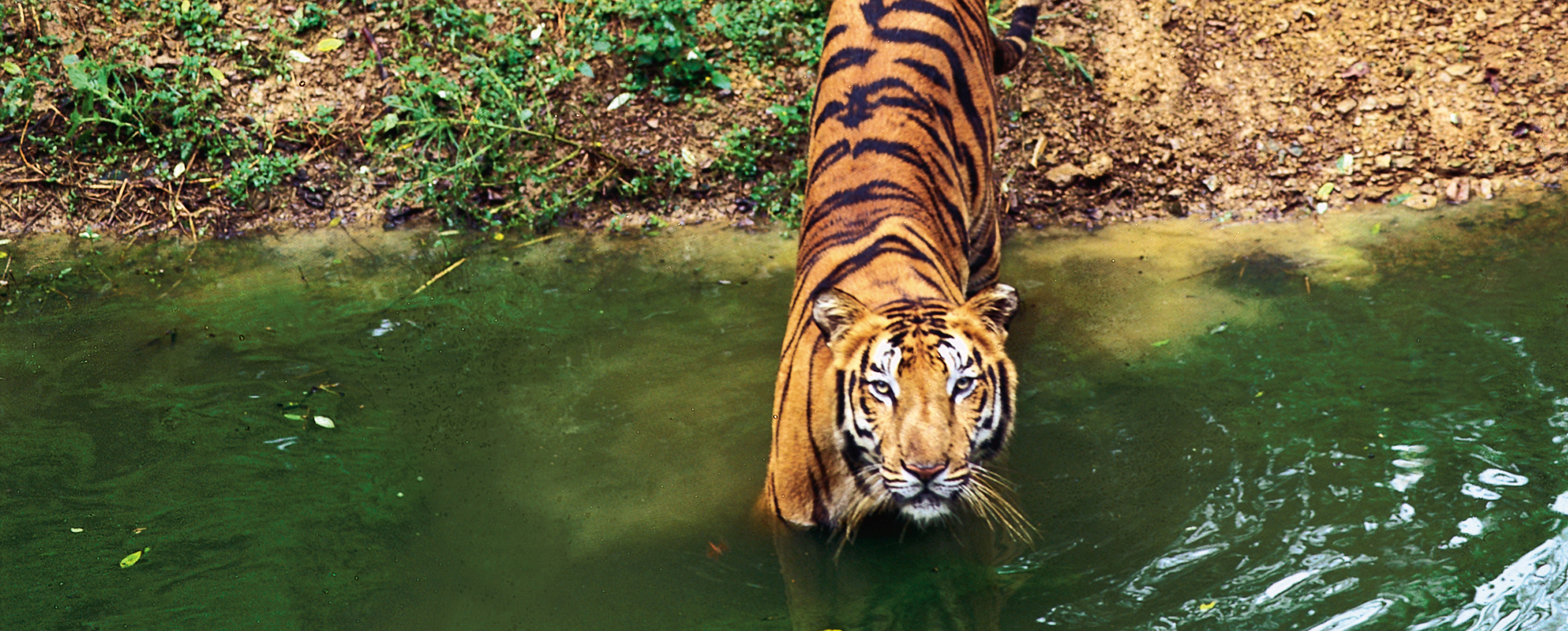In Search of the Bengal Tiger | cazenove+loyd