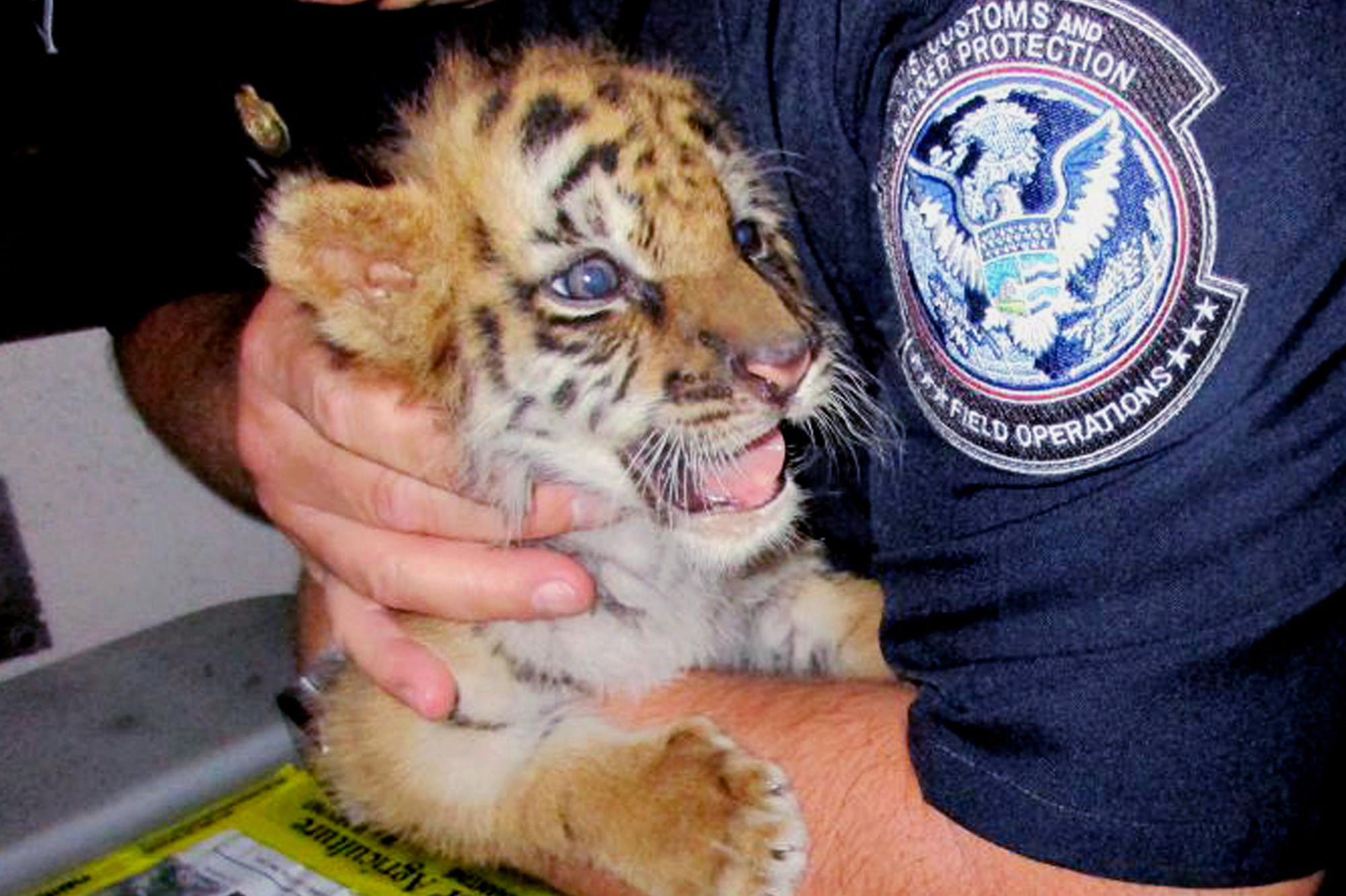 Teen sentenced for smuggling Bengal tiger cub into US