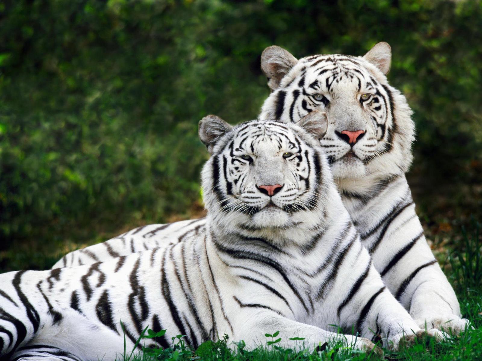 Prolonging me : Time To Speak UP !!: White Bengal Tigers