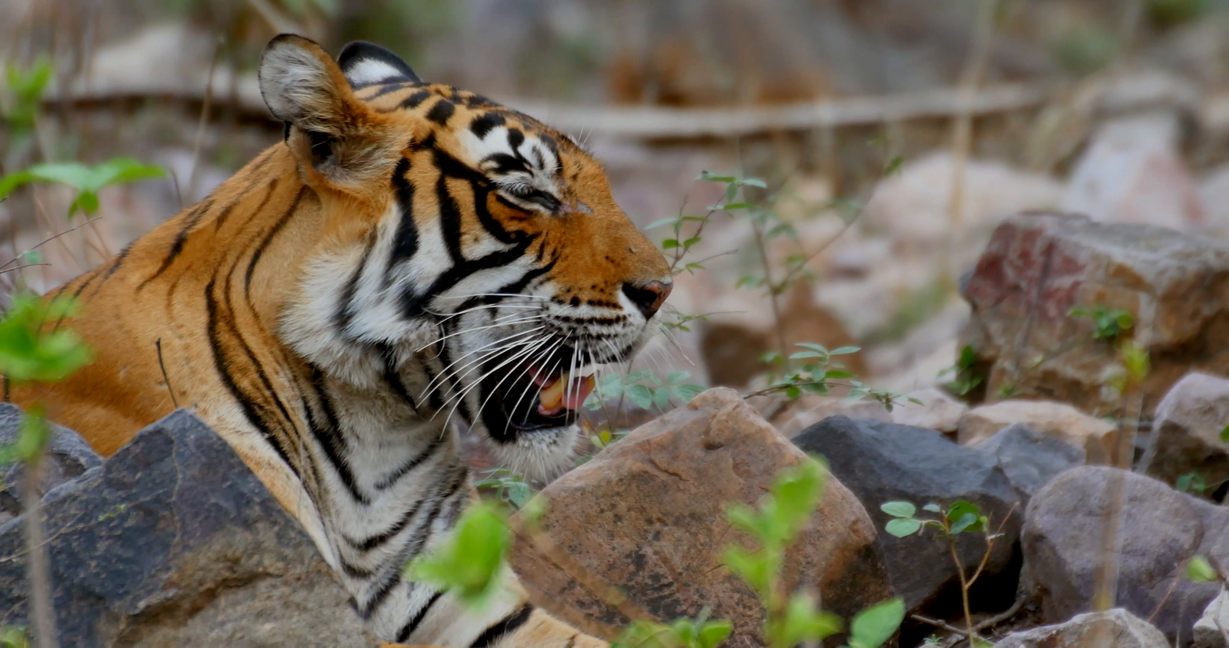 Bengal Tiger Yawns Stock Video Footage - VideoBlocks