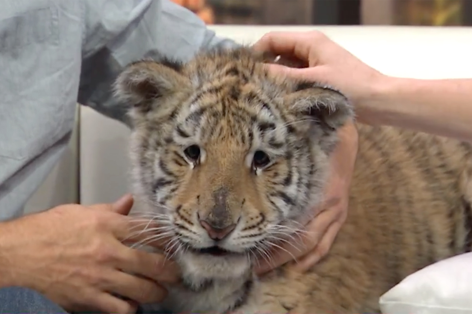 NatGeo WILD Big Cat Expert Baby Bengal Tiger, Leopard: People Now ...