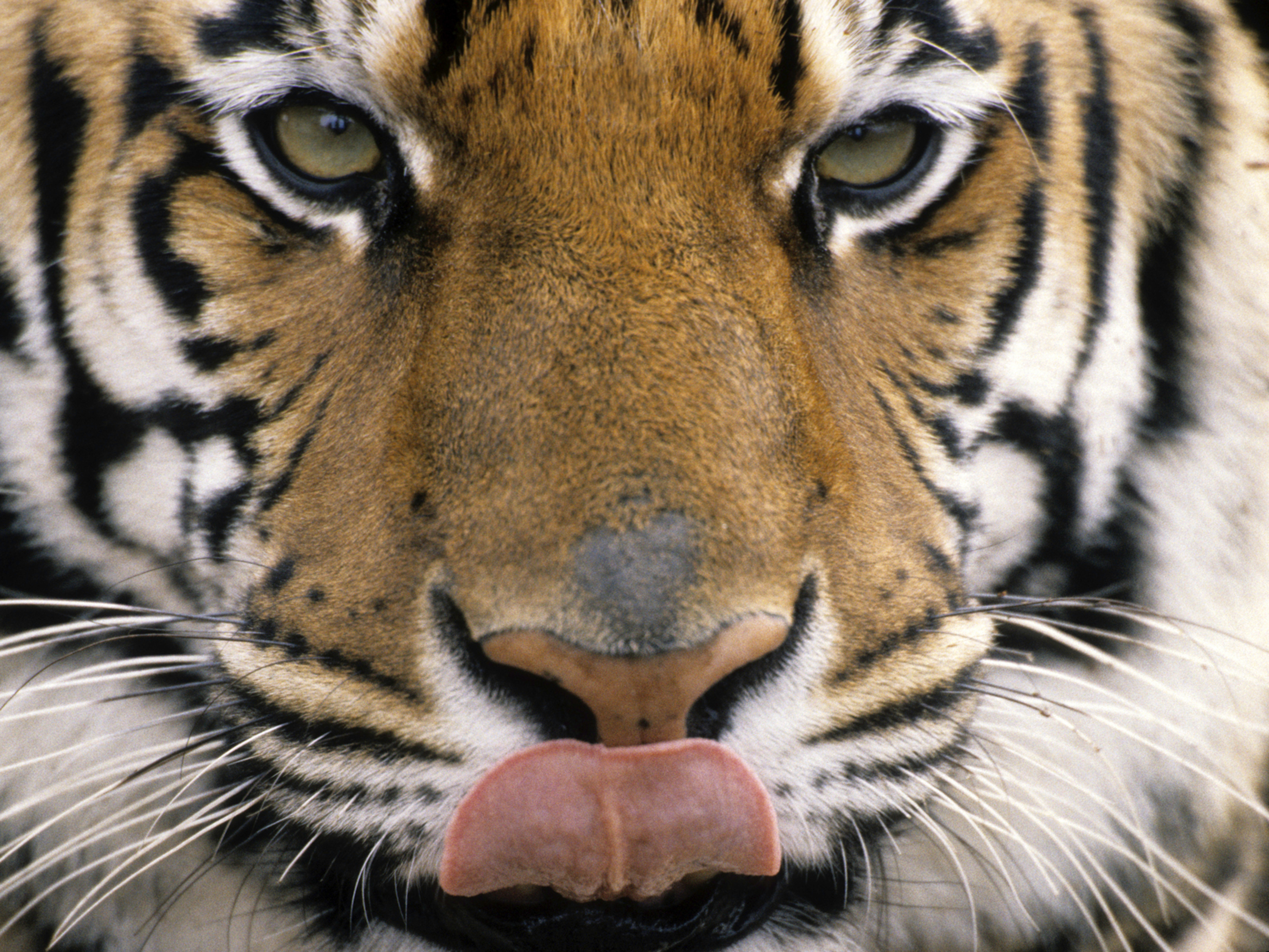 Bengal tiger in India | Human Nature - Conservation International Blog