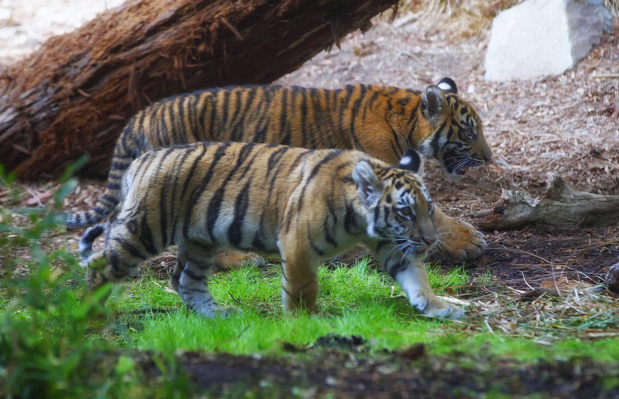 A rescued Bengal tiger cub and his companion, a Sumatran tiger cub ...