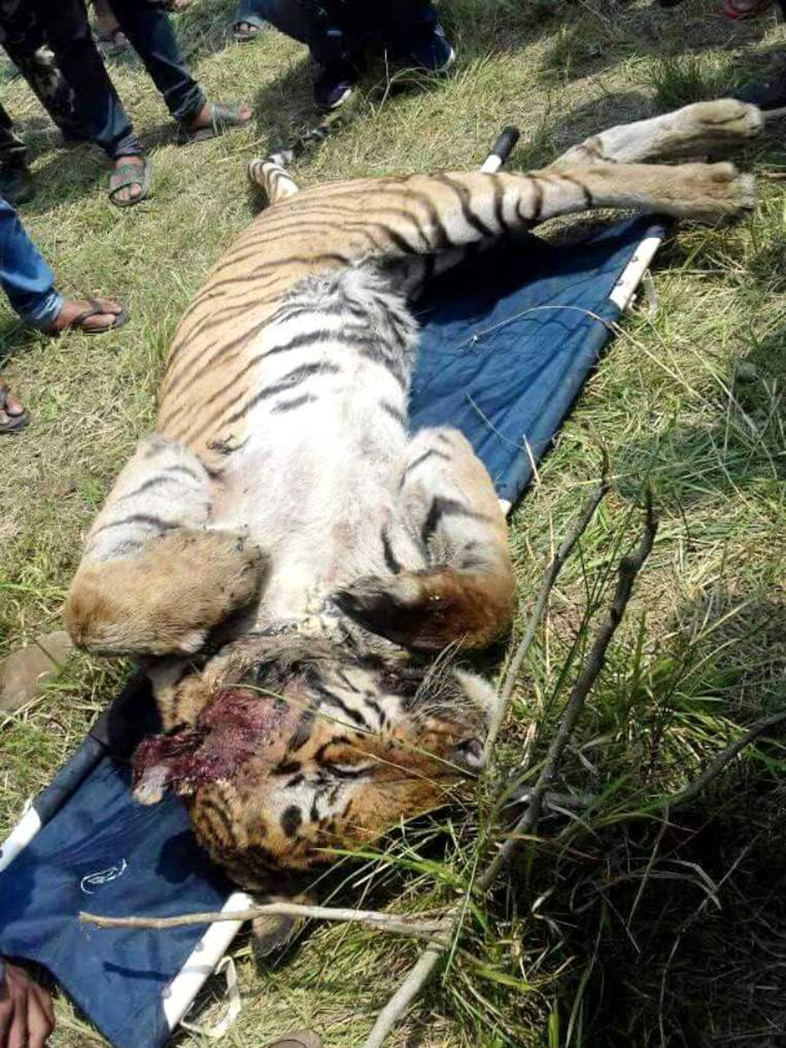 Royal Bengal Tiger found dead – Durbin Nepal News