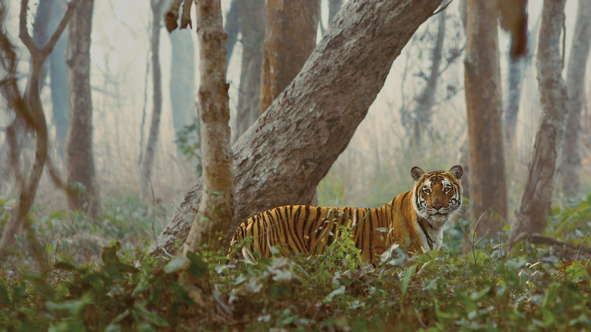 Tiger Safaris | Tiger Watching - Natural World Safaris