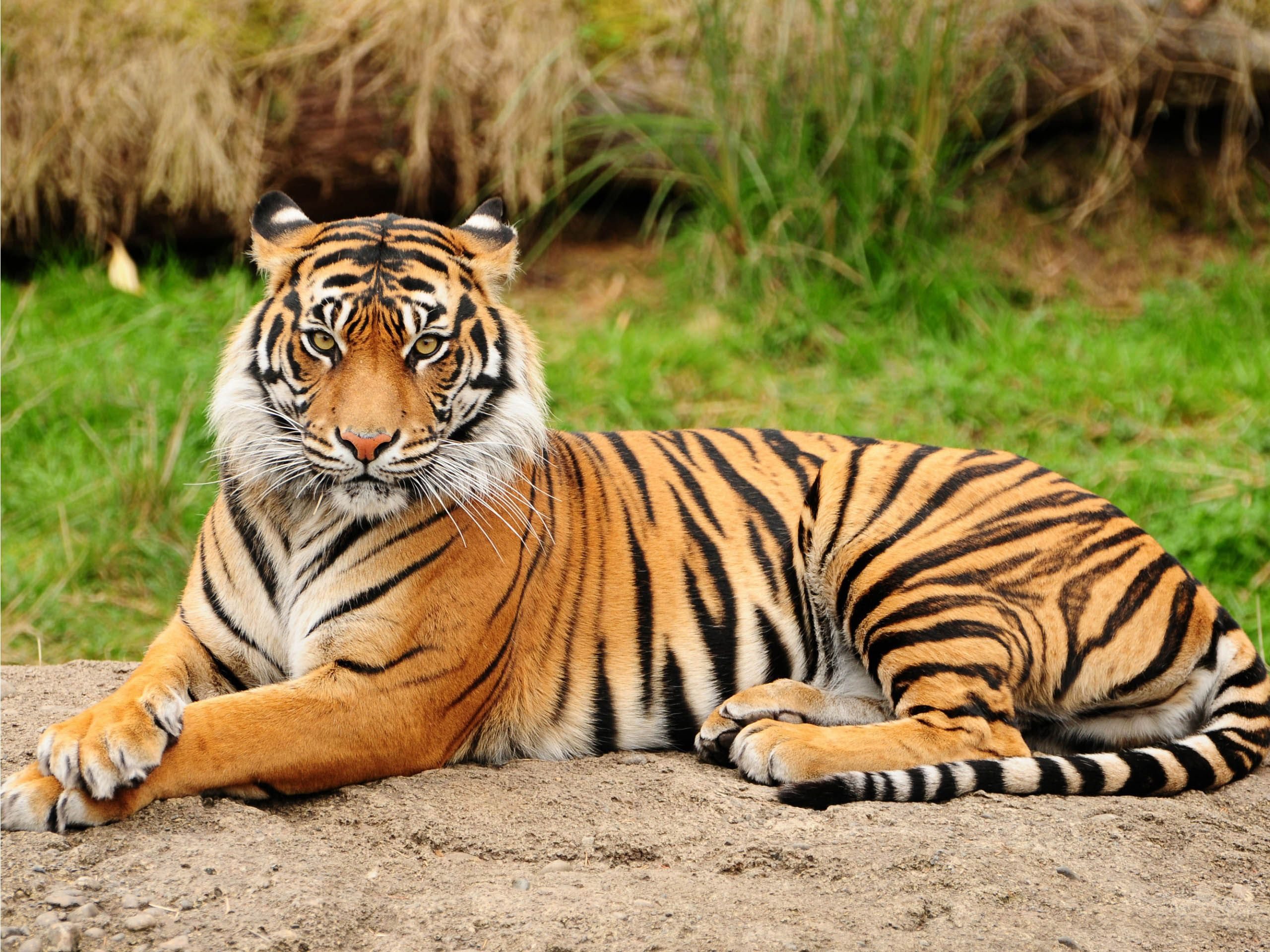 Royal Bengal Tiger - Kanha National Park ( Kanha Tiger Reserve ...