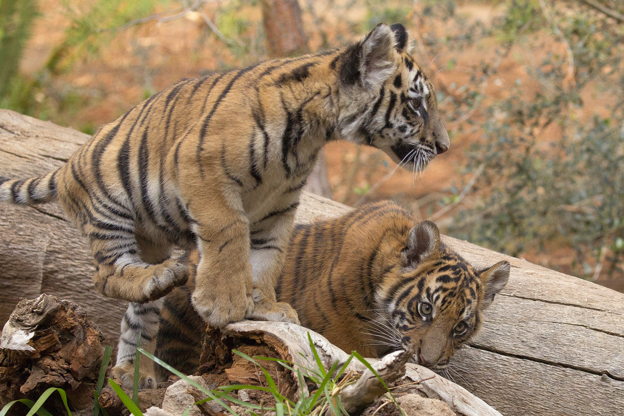 2 Rescue Tiger Cubs Now Living Together at San Diego Zoo - Times of ...