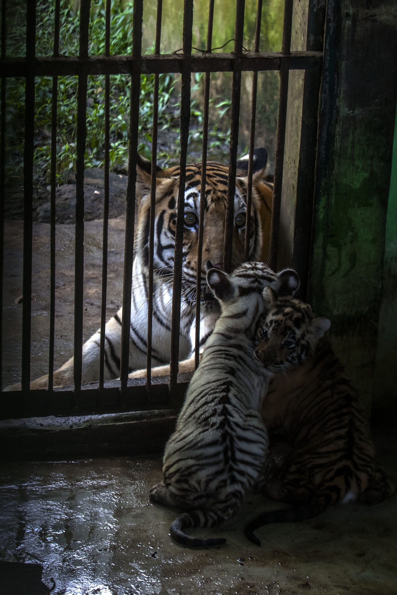PHOTOS | Newborn Bengal tiger cubs revealed at Indonesian zoo | WJLA